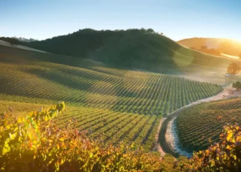 My favorite hidden gem in California has incredible food and wine — and it’s more affordable than Napa Valley