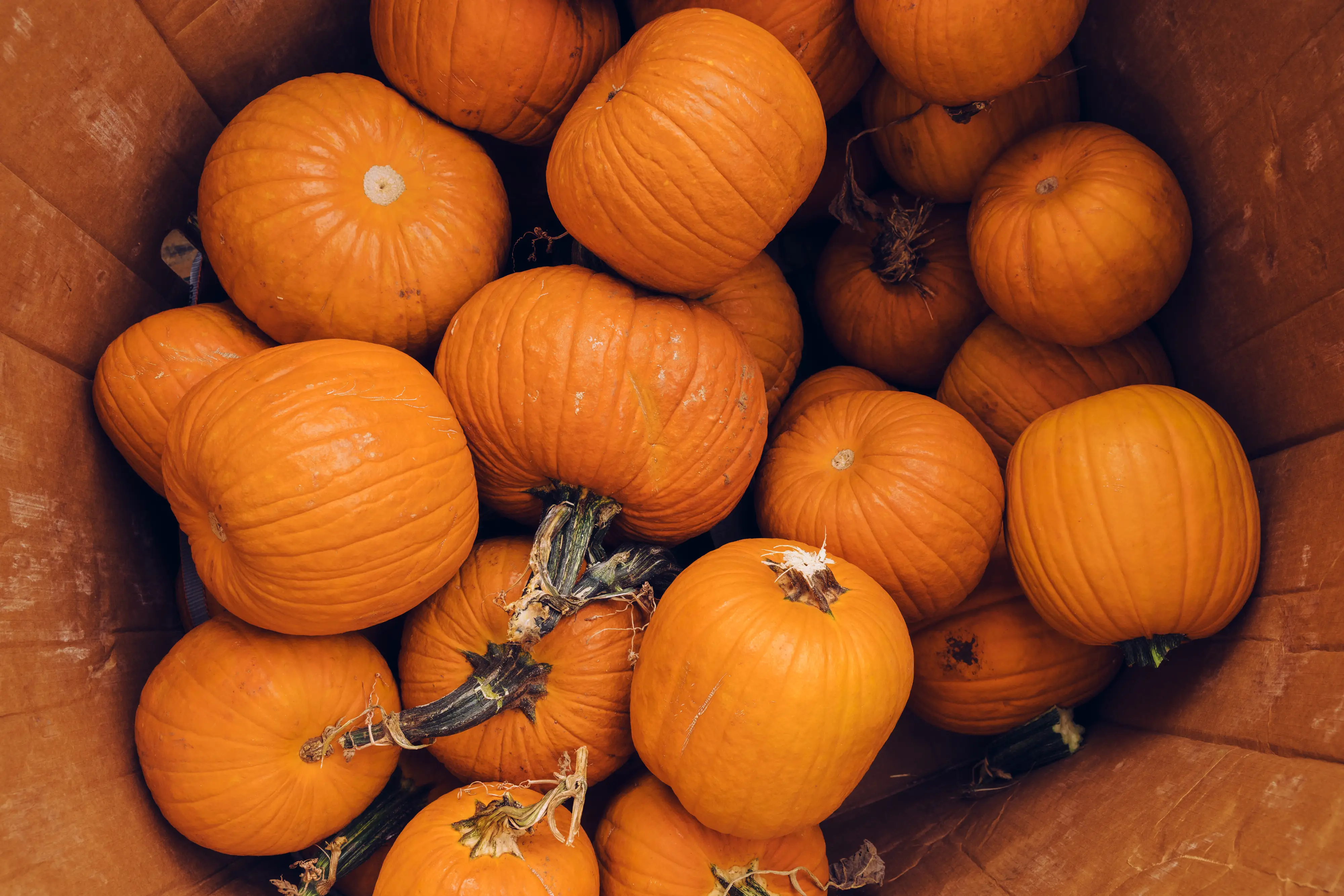 Orange pumpkins are piled closely together inside a large brown cardboard container.