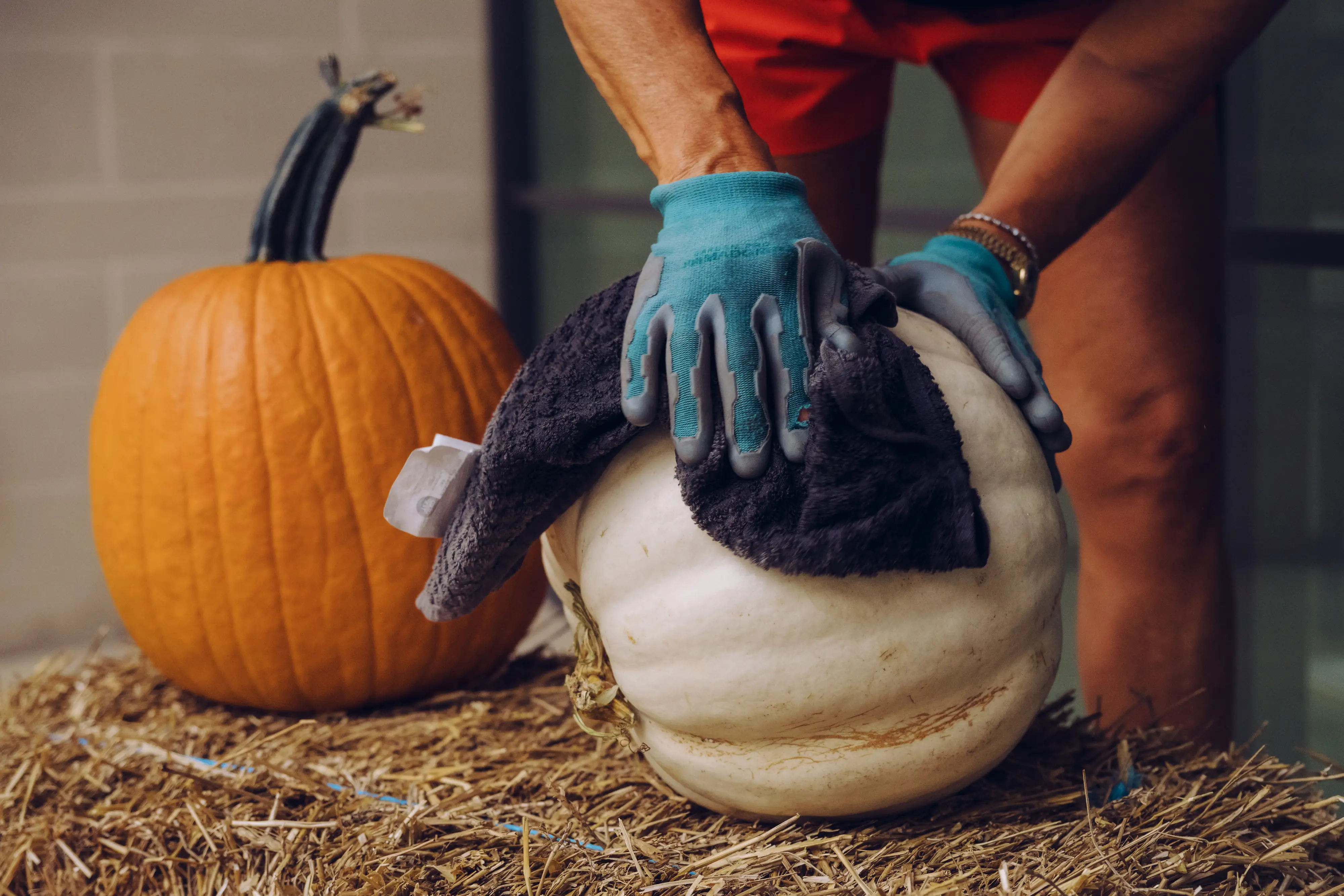 Gloved hands wipe a white pumpkin on a hay bale beside an orange pumpkin.