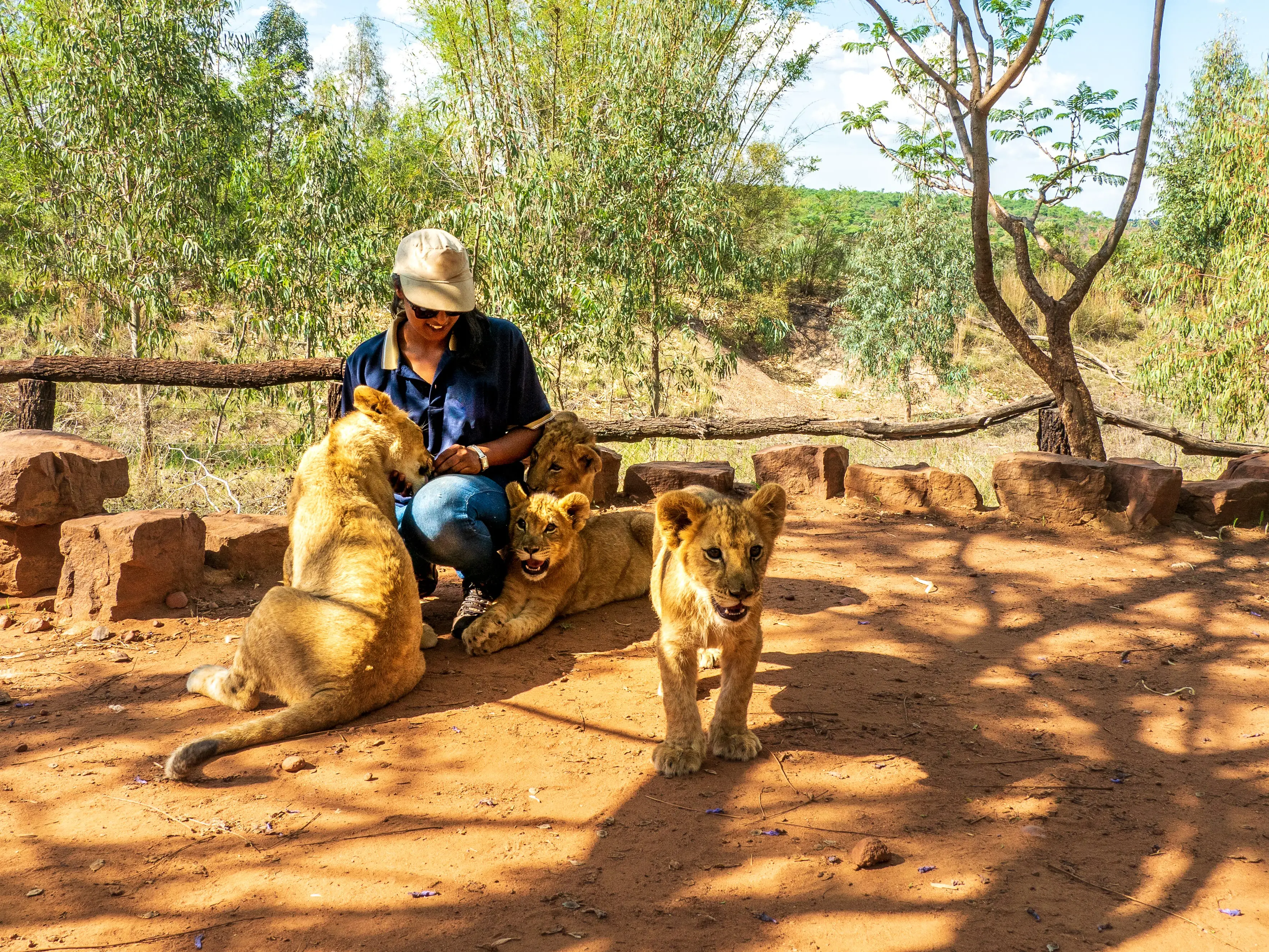 Woman crouching on the ground and playing with 4 month old lion cubs (Panthera leo), Colin's Horseback Africa Lodge, Cullinan, South Africa stock photo
