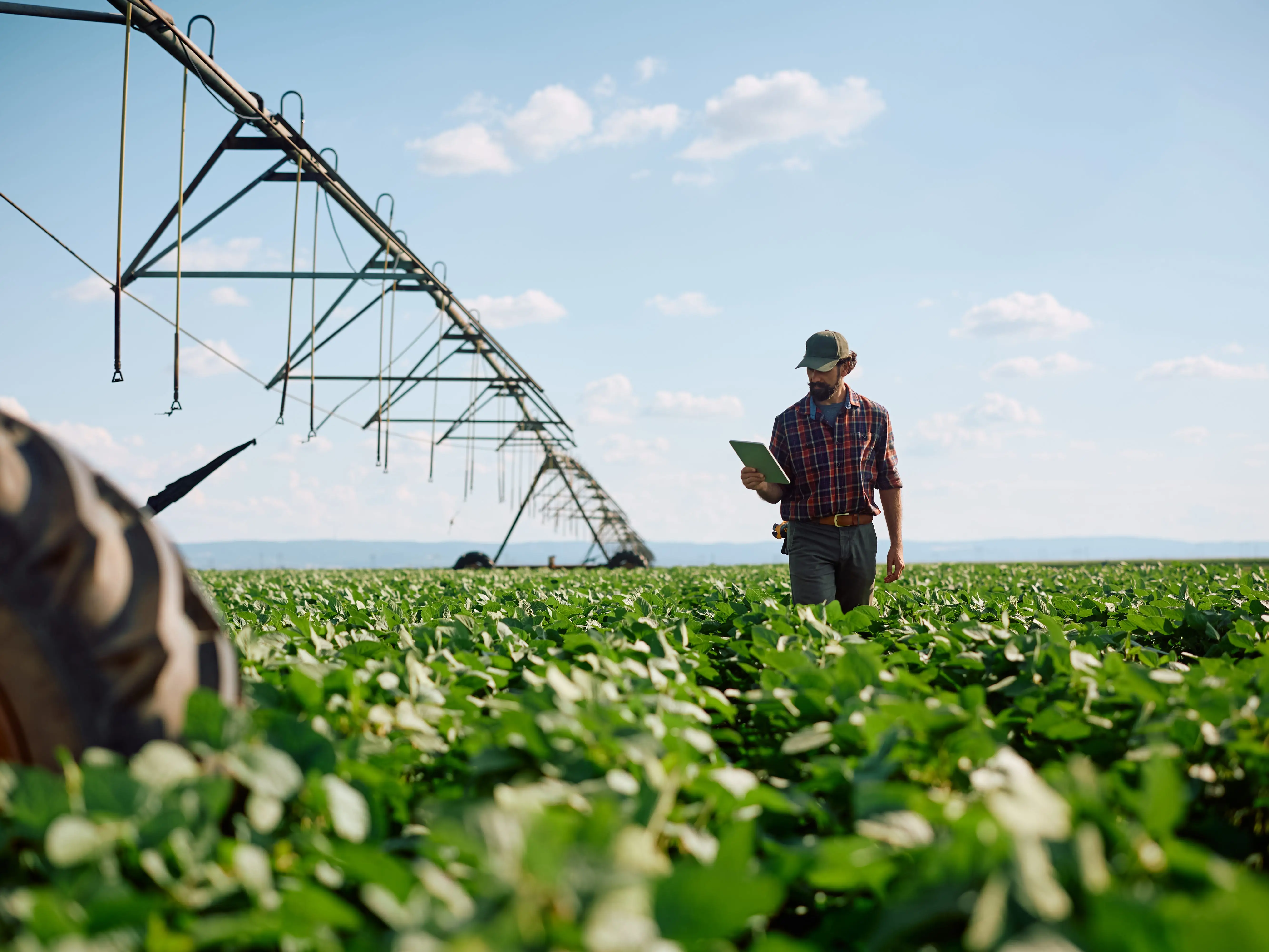 Agriculturist using touchpad while inspecting the corps on his farm. stock photo