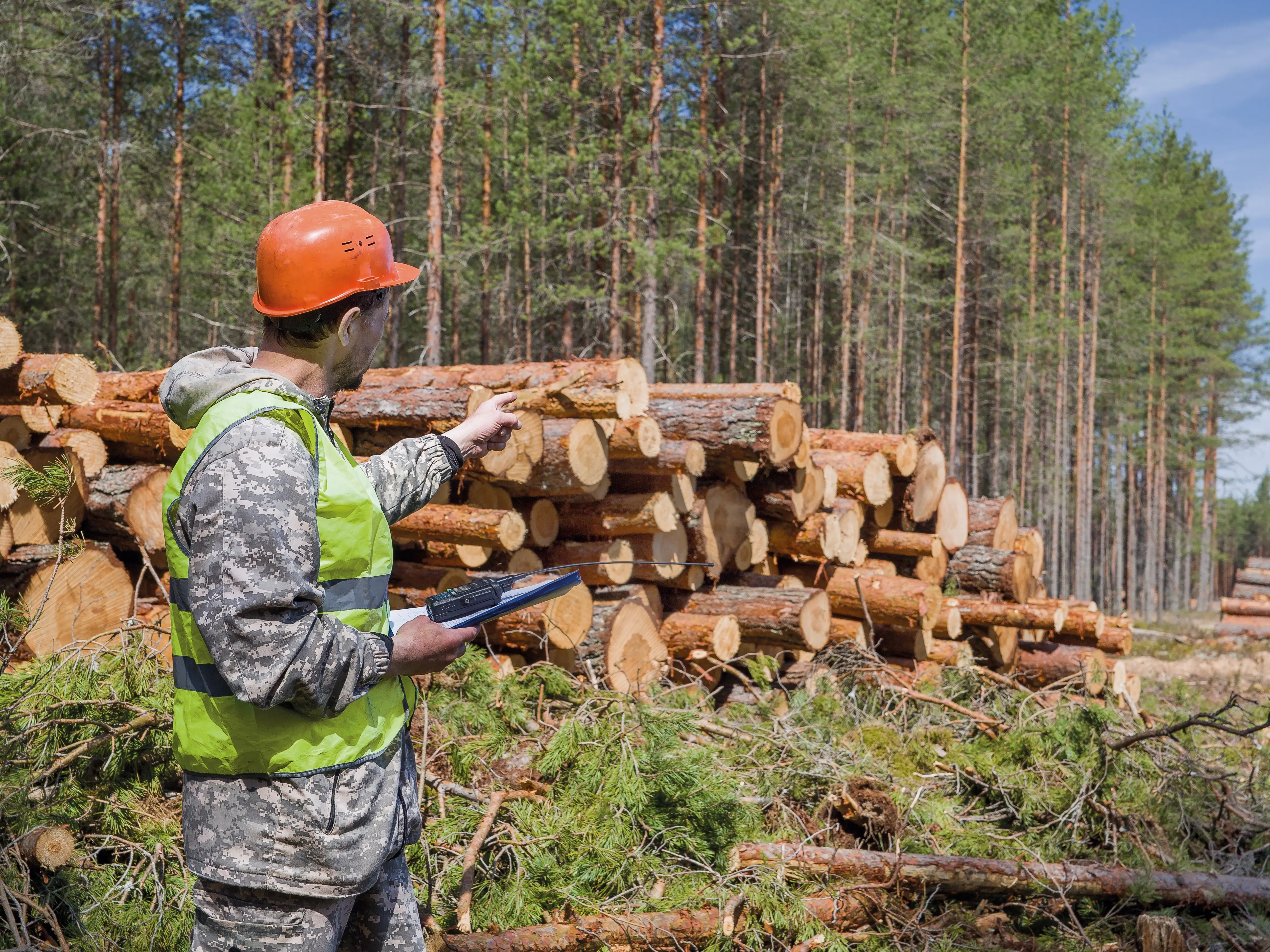 A forest engineer works in a logging area. In the background is harvested timber.