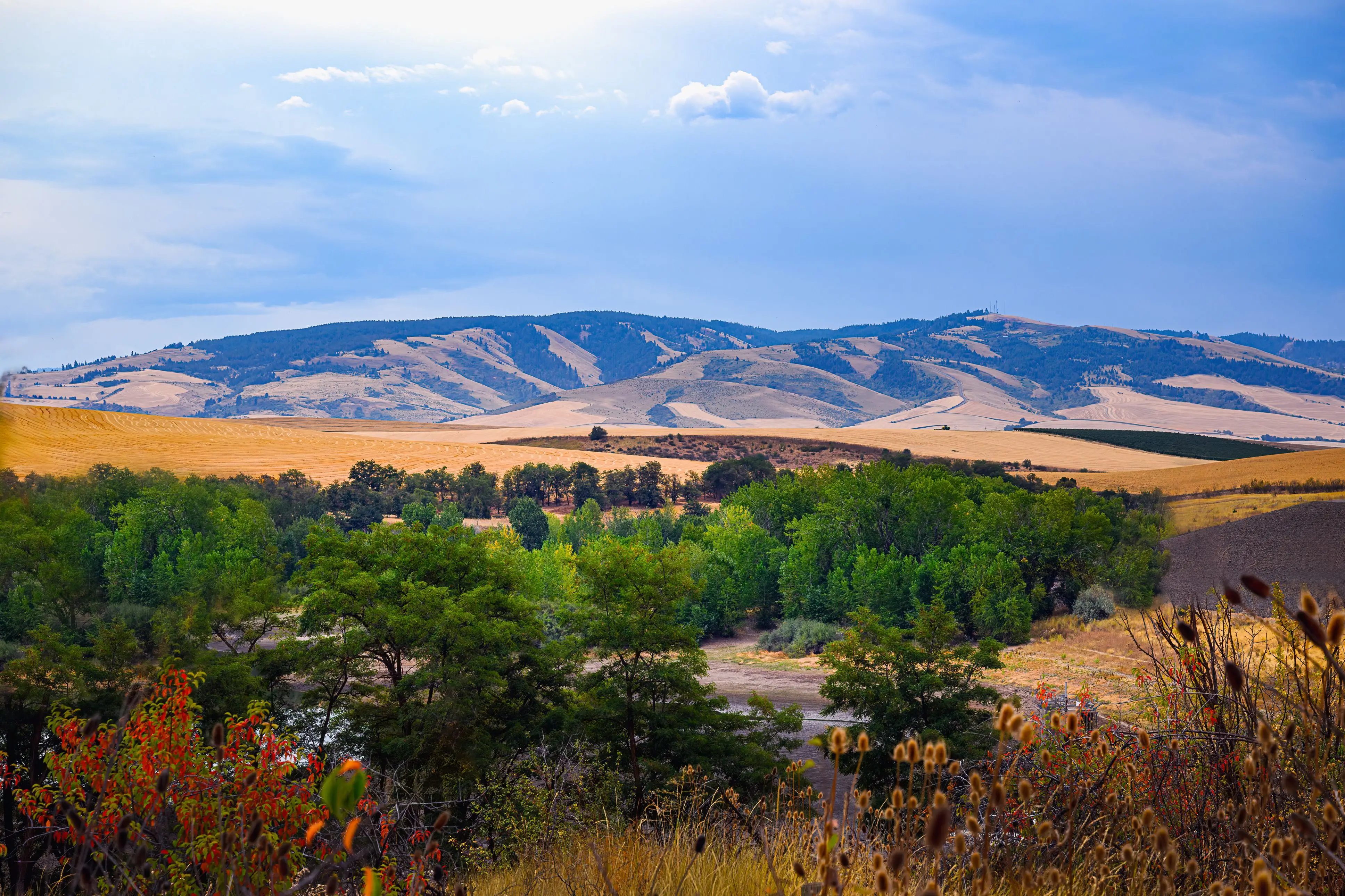 Rolling hills, greenery aerial view of Walla Walla