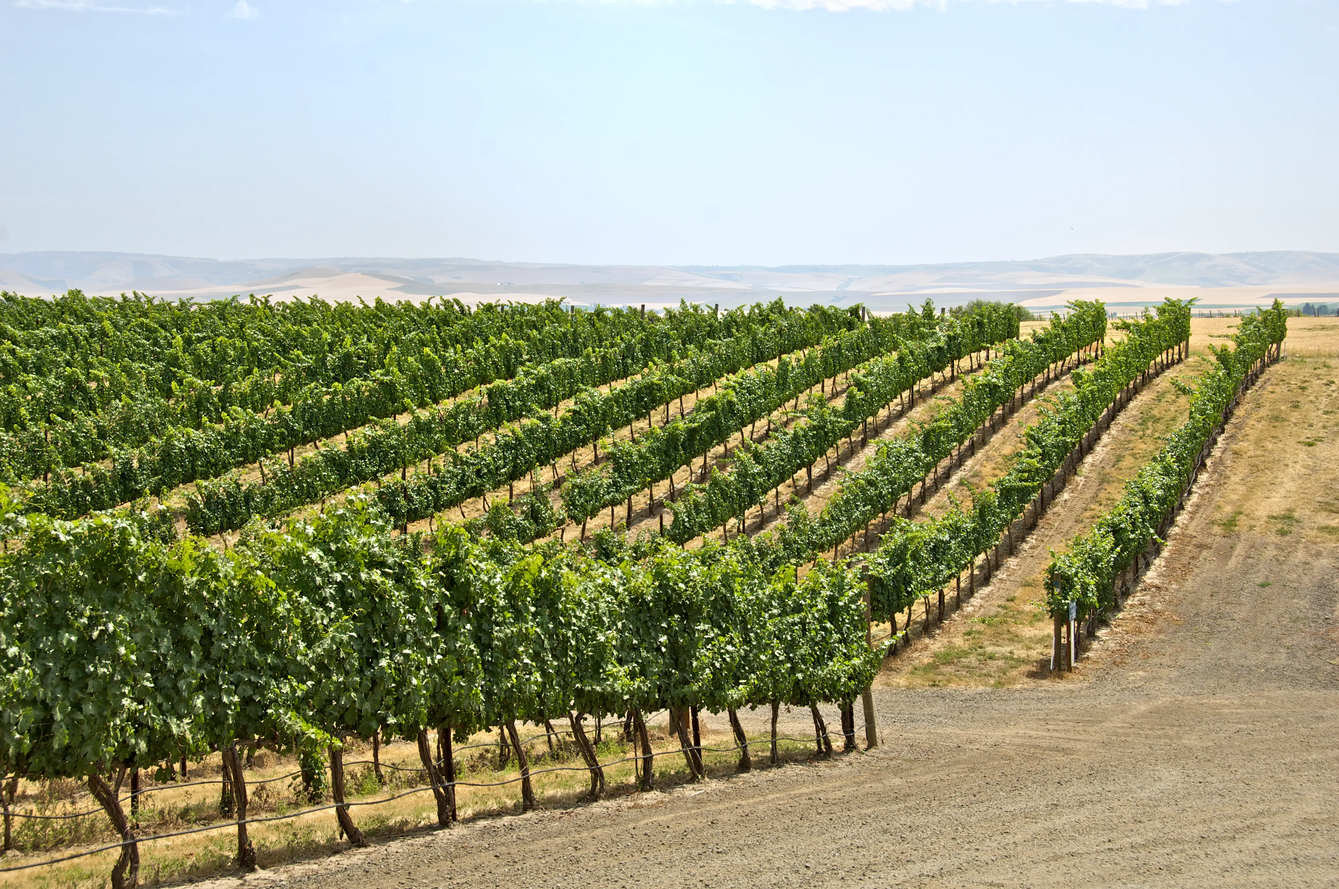 rolling vineyard was taken at base of the Blue Mountains in Walla Walla, Washington