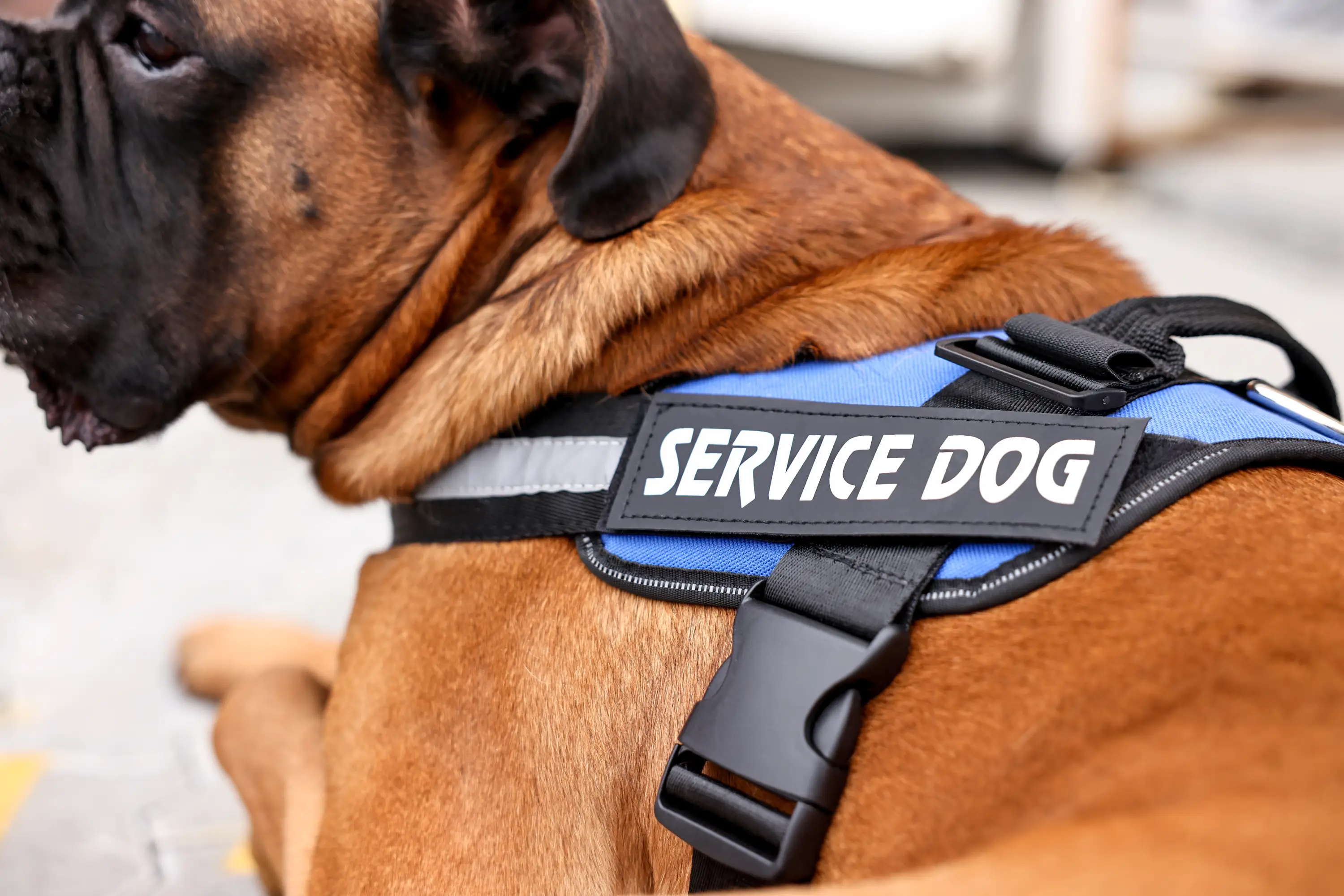 Brown dog wearing a blue harness with a black patch reading 