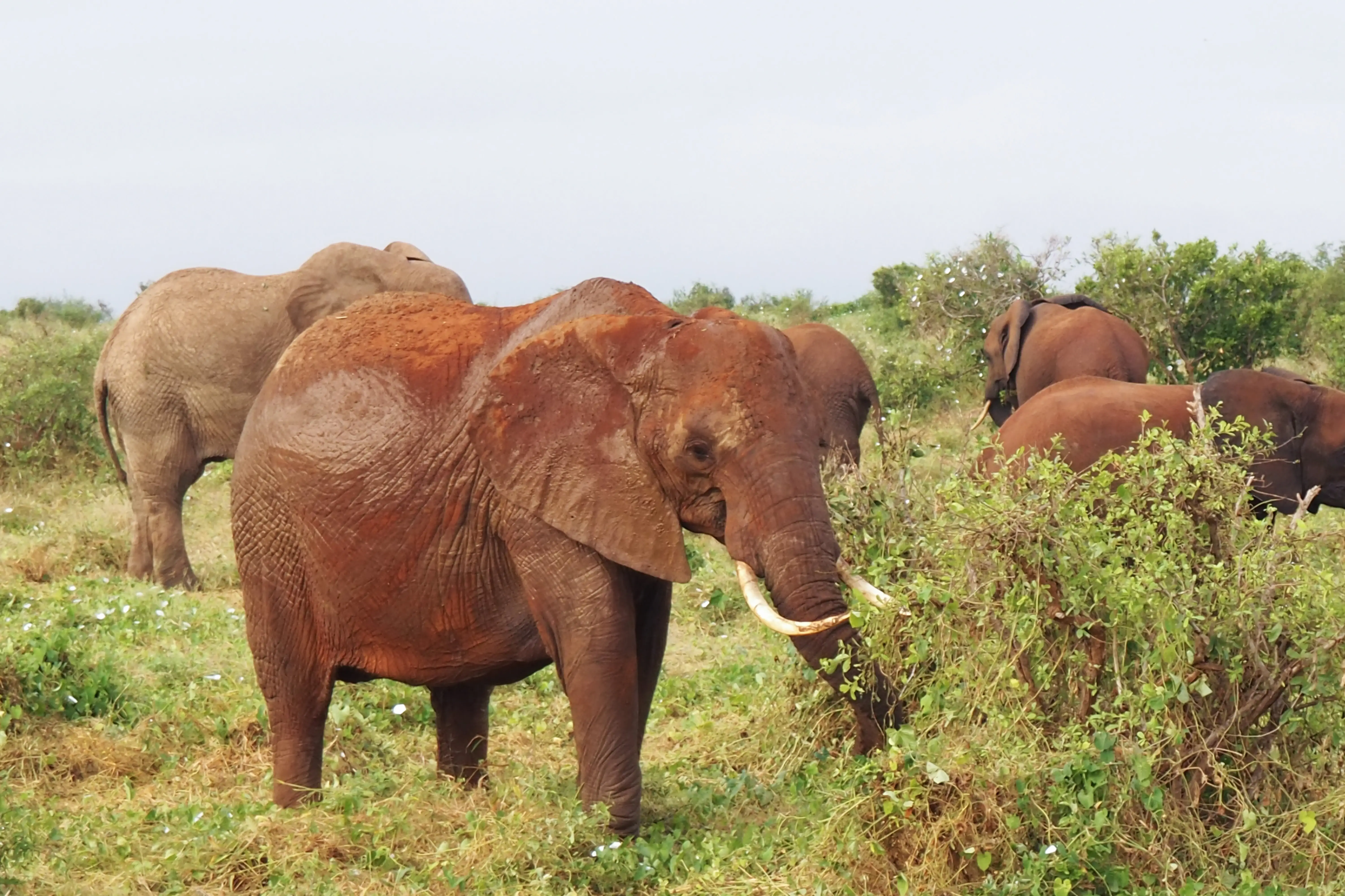 National Park Tsavo East, Elephants, Kenya, Africa.