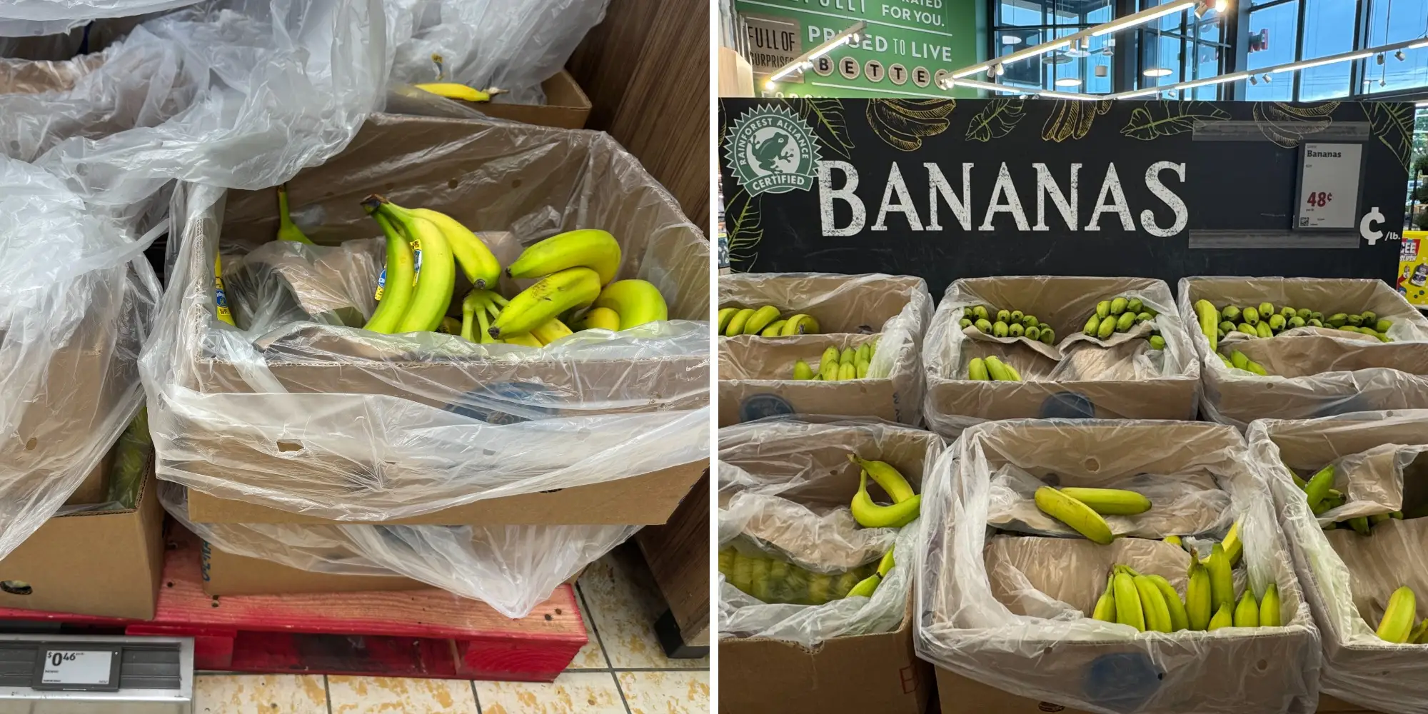 side by side of bin of bananas in Aldi next to bins of bananas in Lidl