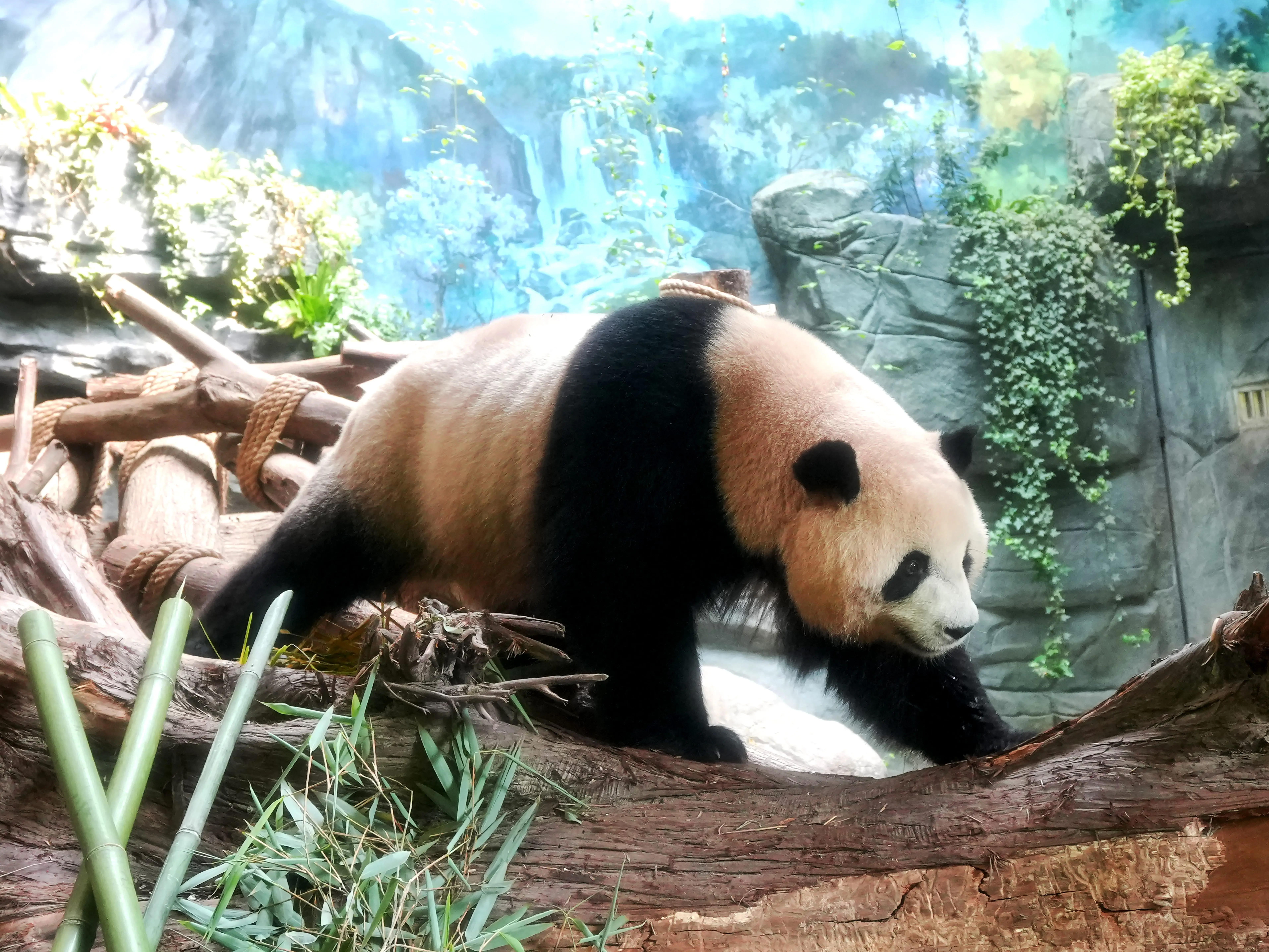 Giant pandas enjoy meals inside their enclosure.