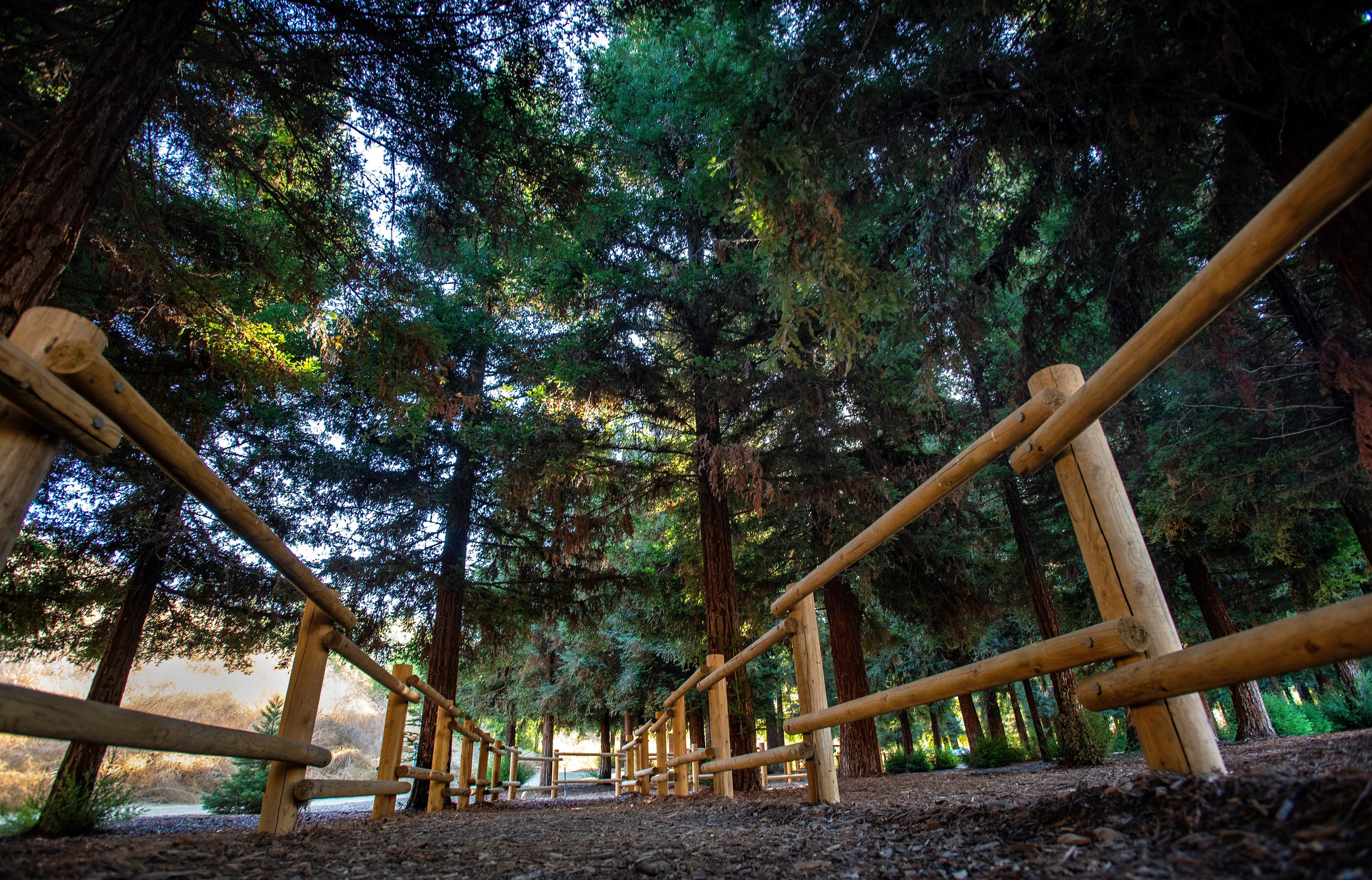A wooden fence marks the trail that wanders through the three-acre grove of coastal redwoods