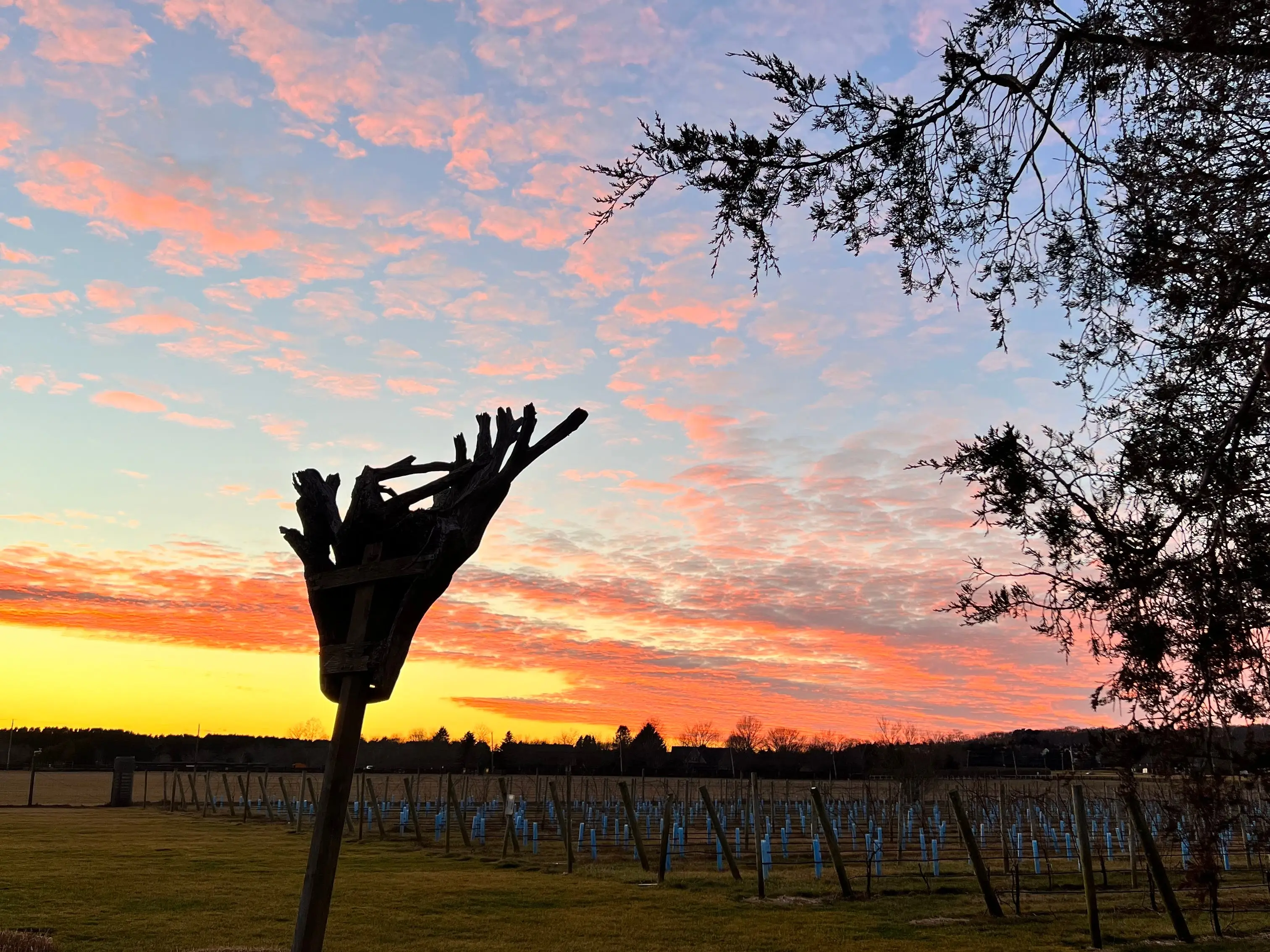 Vineyard rows and silhouetted trees stand beneath a colorful pink-and-orange sunset sky in the Hamptons.