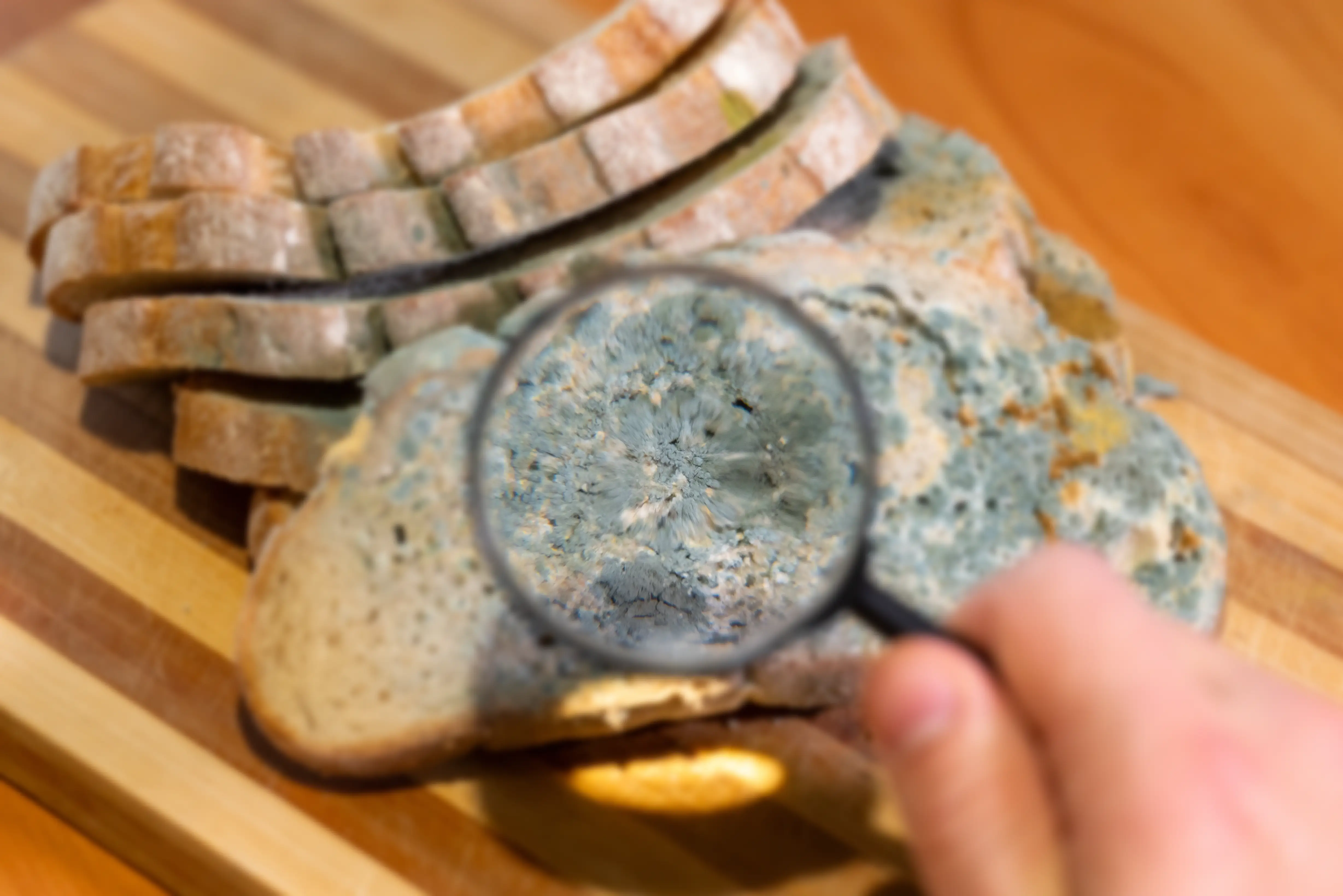 A person examines fungal colonies on a slice of spoiled bread through a magnifier, scientific analysis, food quality control, biological research