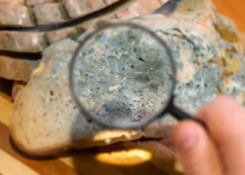 AI worms and ‘digital slime mold’: Welcome to the next AI nightmare fuel