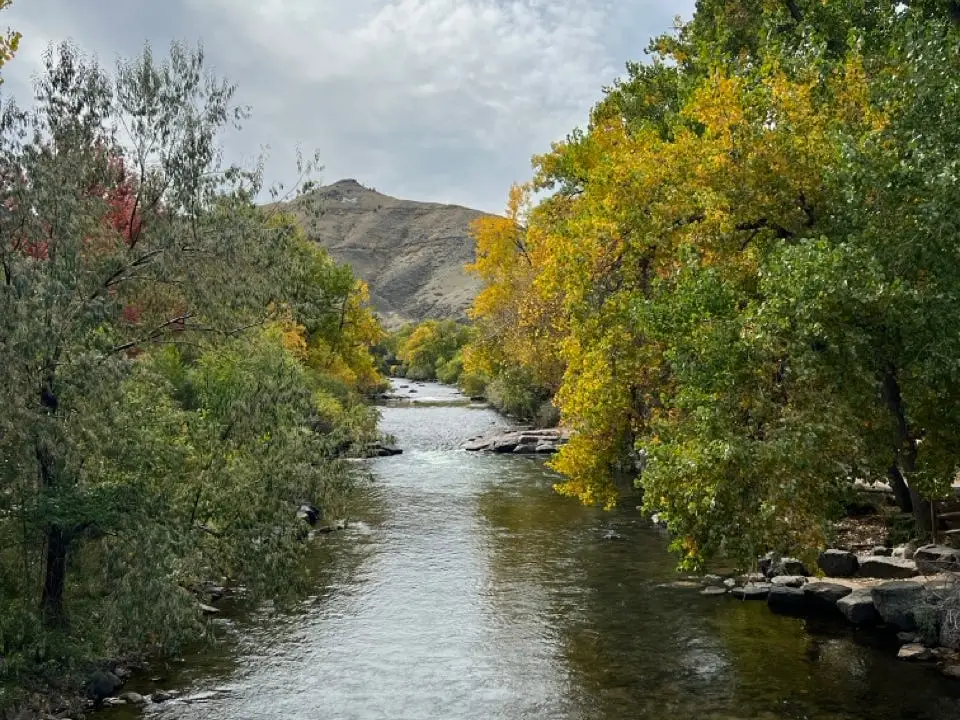 View of trees next to creek
