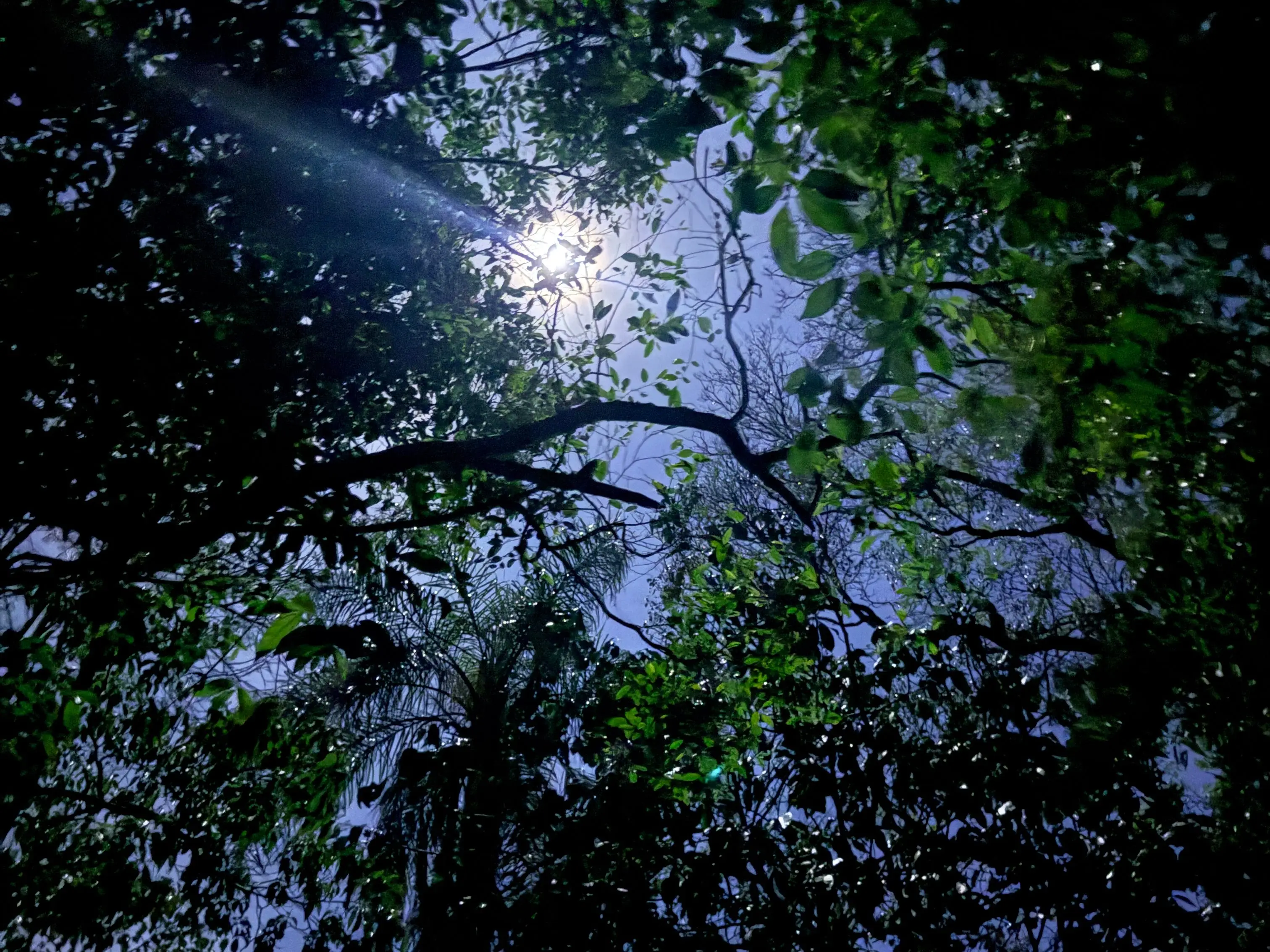 Photo of trees at night