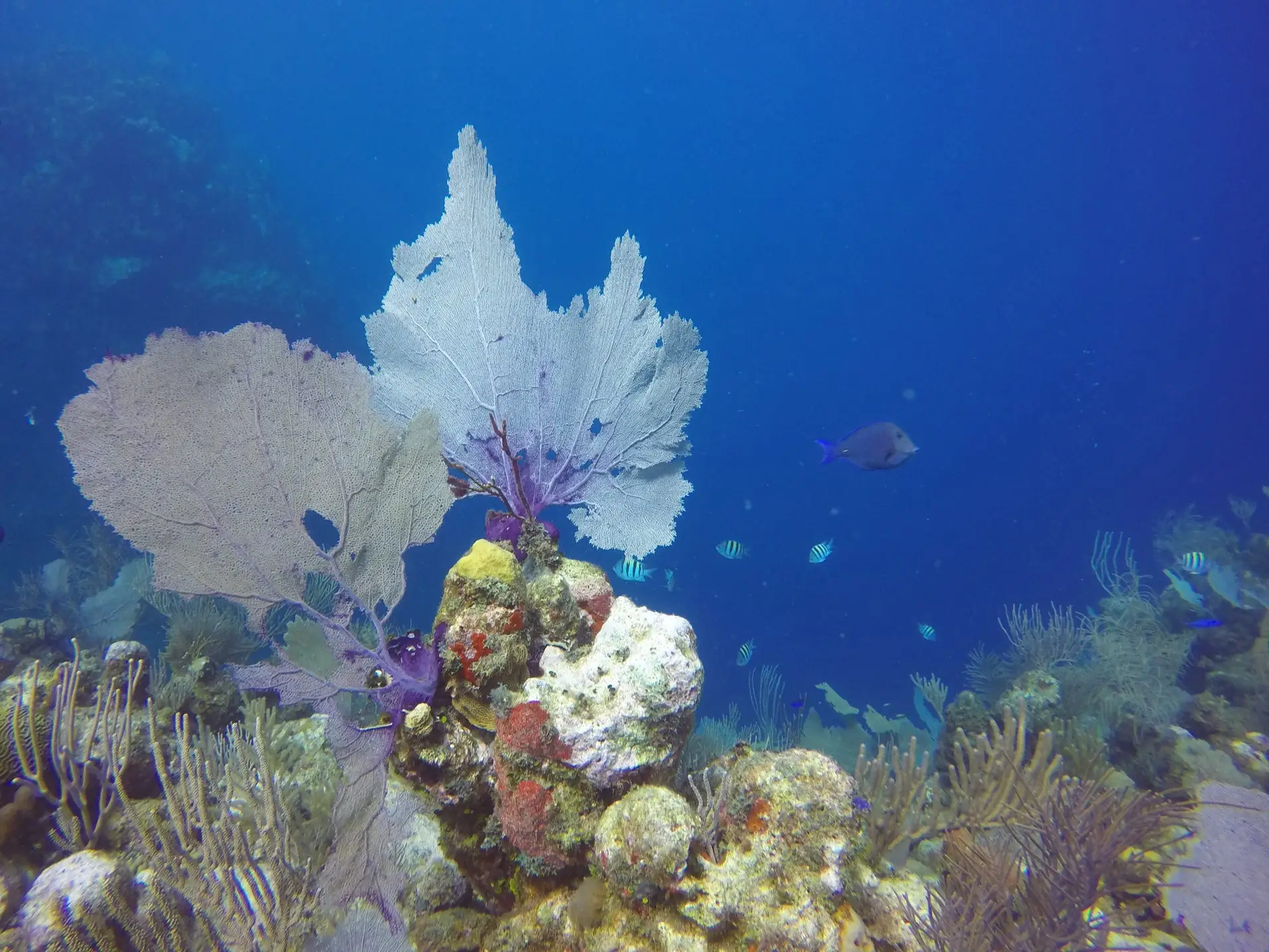 A colorful reef in Utila, Honduras.