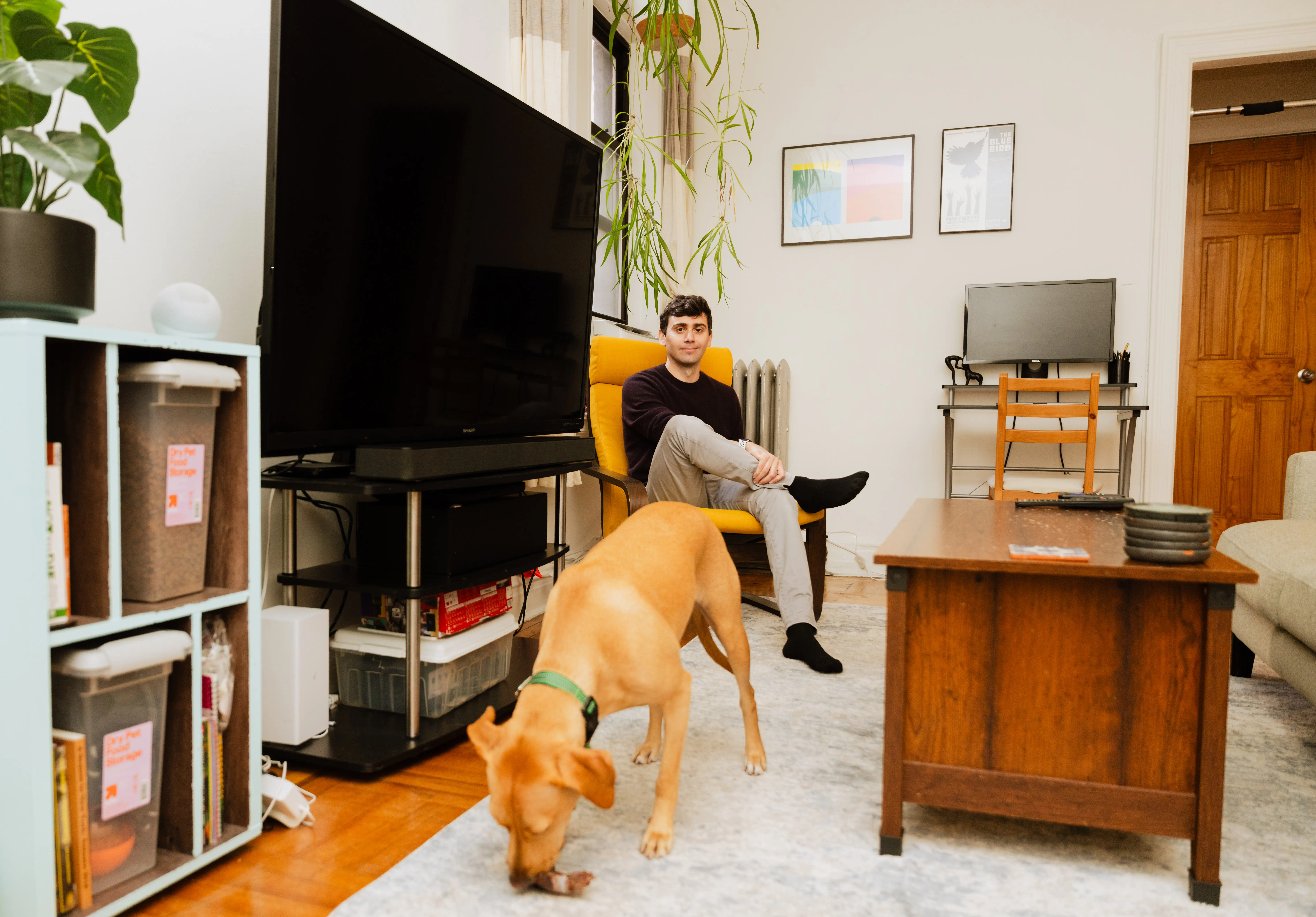 Person seated in a yellow armchair as a tan dog sniffs a rug in a bright living room.