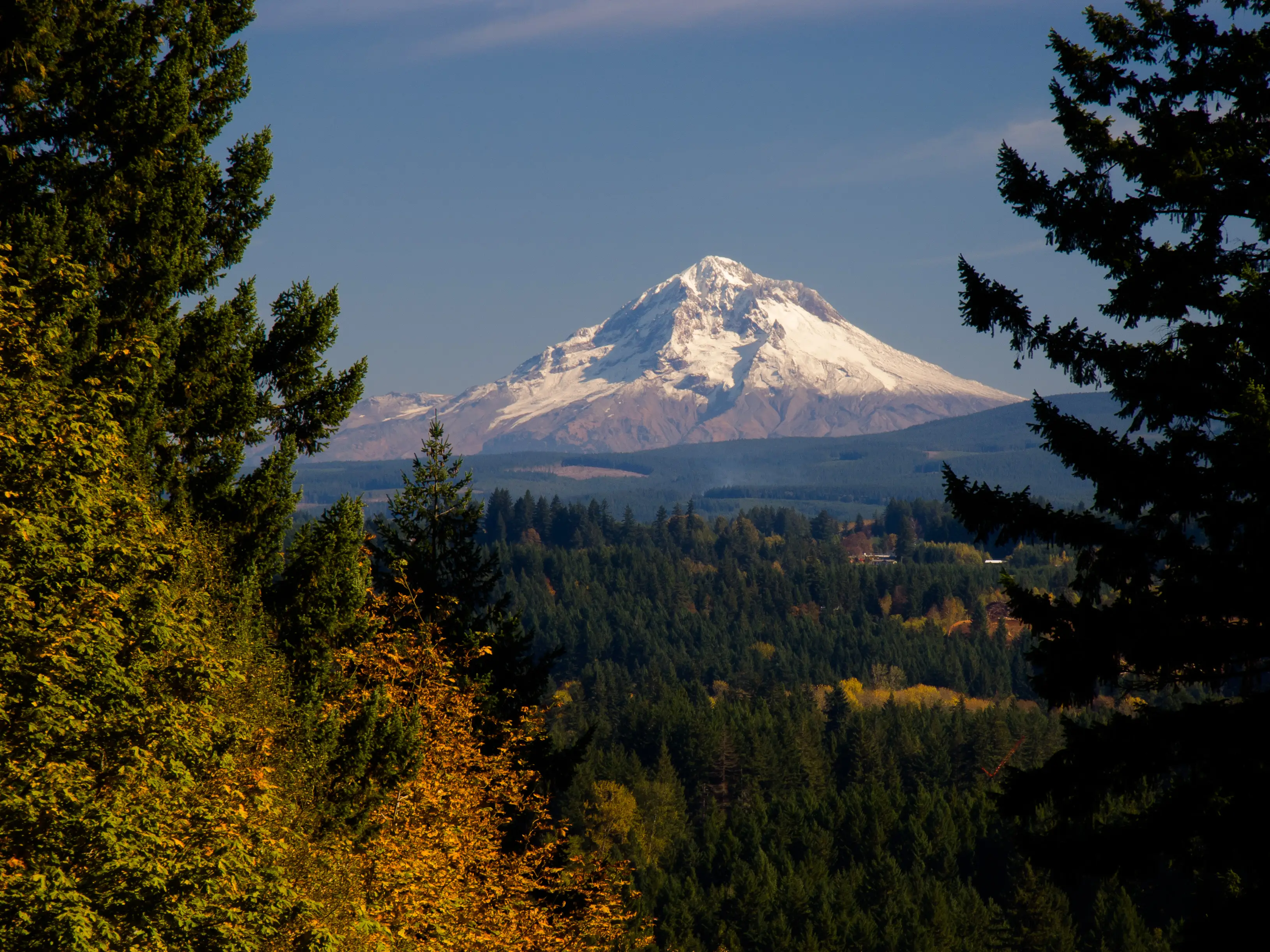 Snow-covered Mount Hood rises beyond evergreen forest and autumn foliage under a clear blue sky.