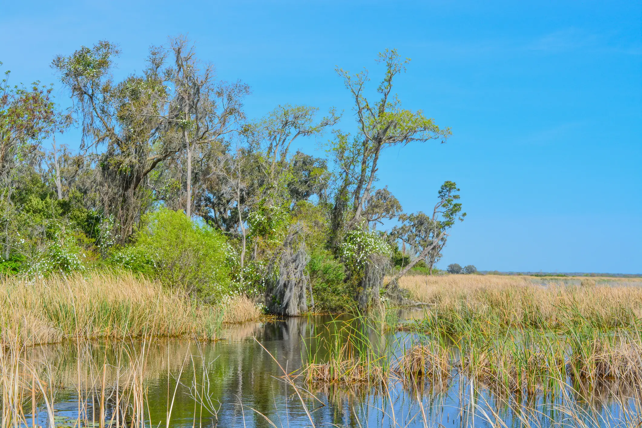 Wetland marsh with tall grasses, reflective water, moss-covered trees, and a clear blue sky.