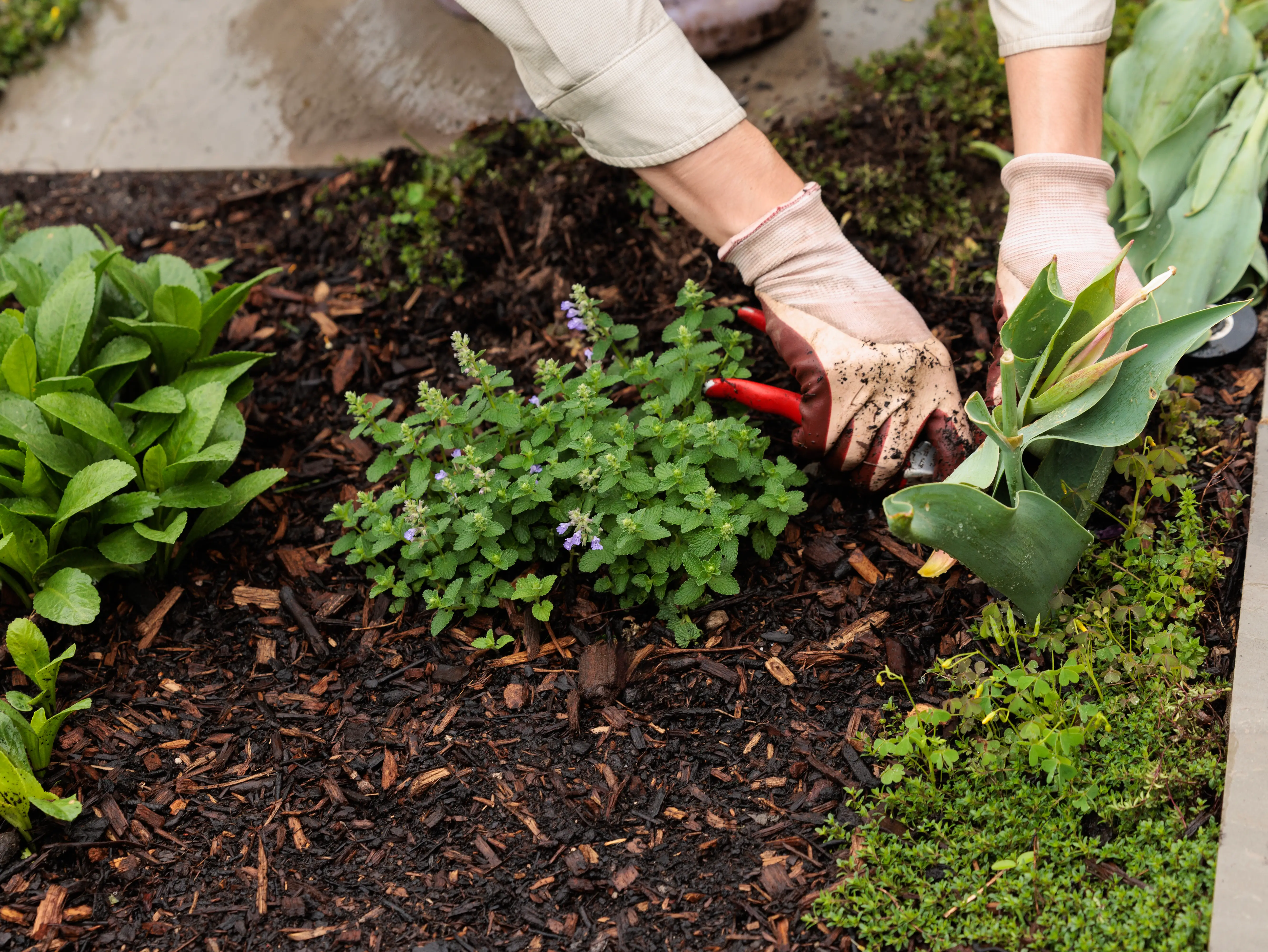 A gardener's gloved hands tend a wet flowerbed among tulips and other plants.