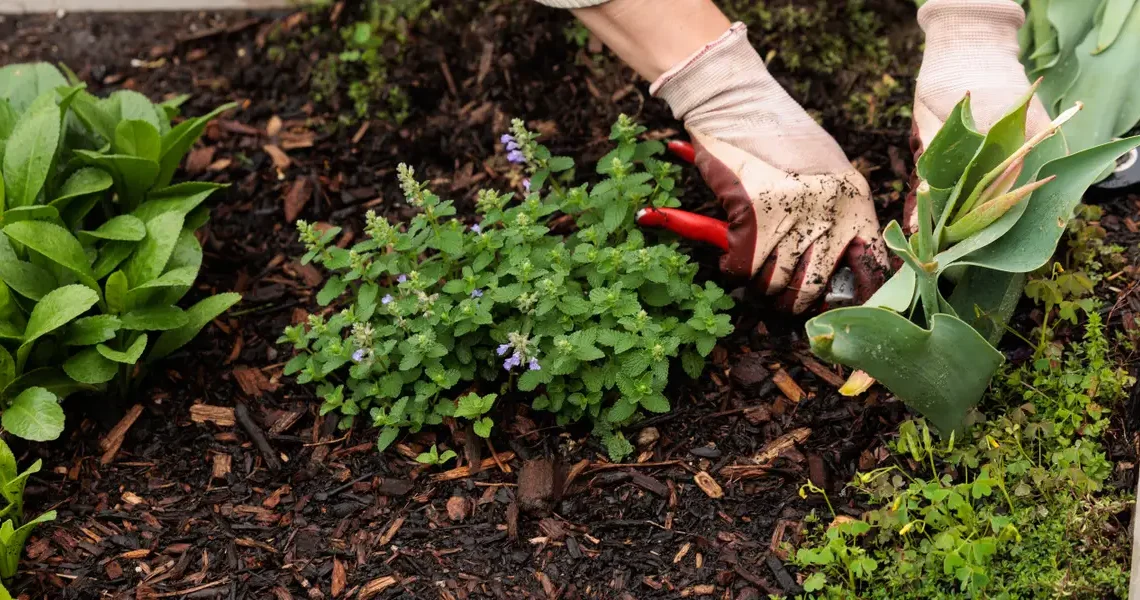 When AI and robots work together, Anthropic says these jobs are at risk. Should gardeners worry?