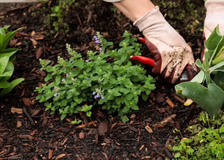 When AI and robots work together, Anthropic says these jobs are at risk. Should gardeners worry?