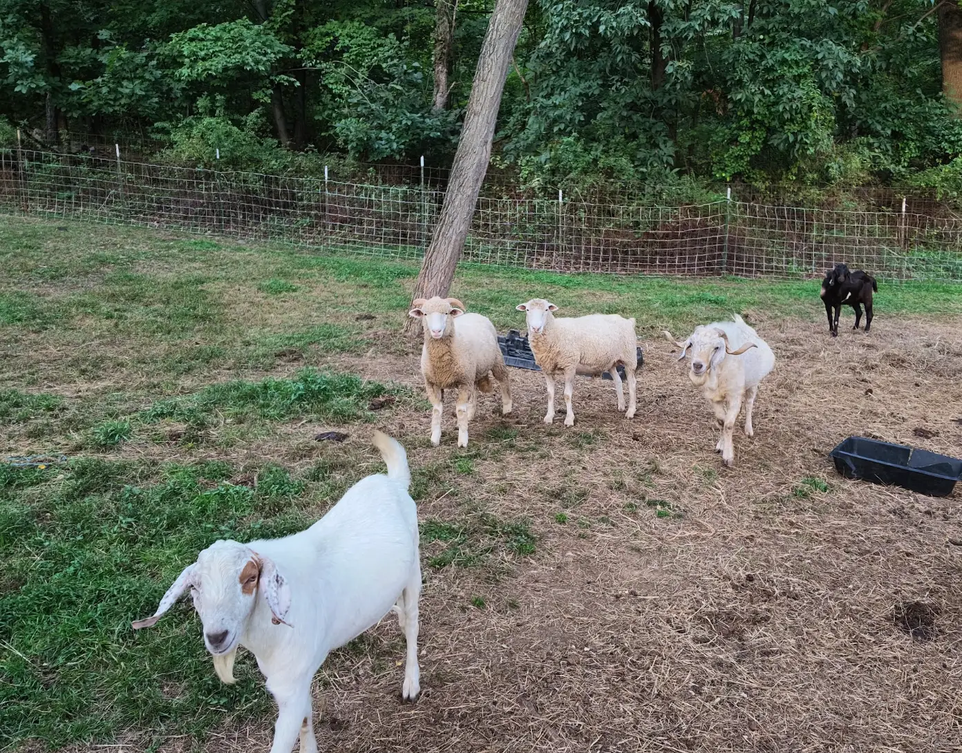 Goats and sheep stand in a fenced grassy enclosure beside dense trees and feed trays.