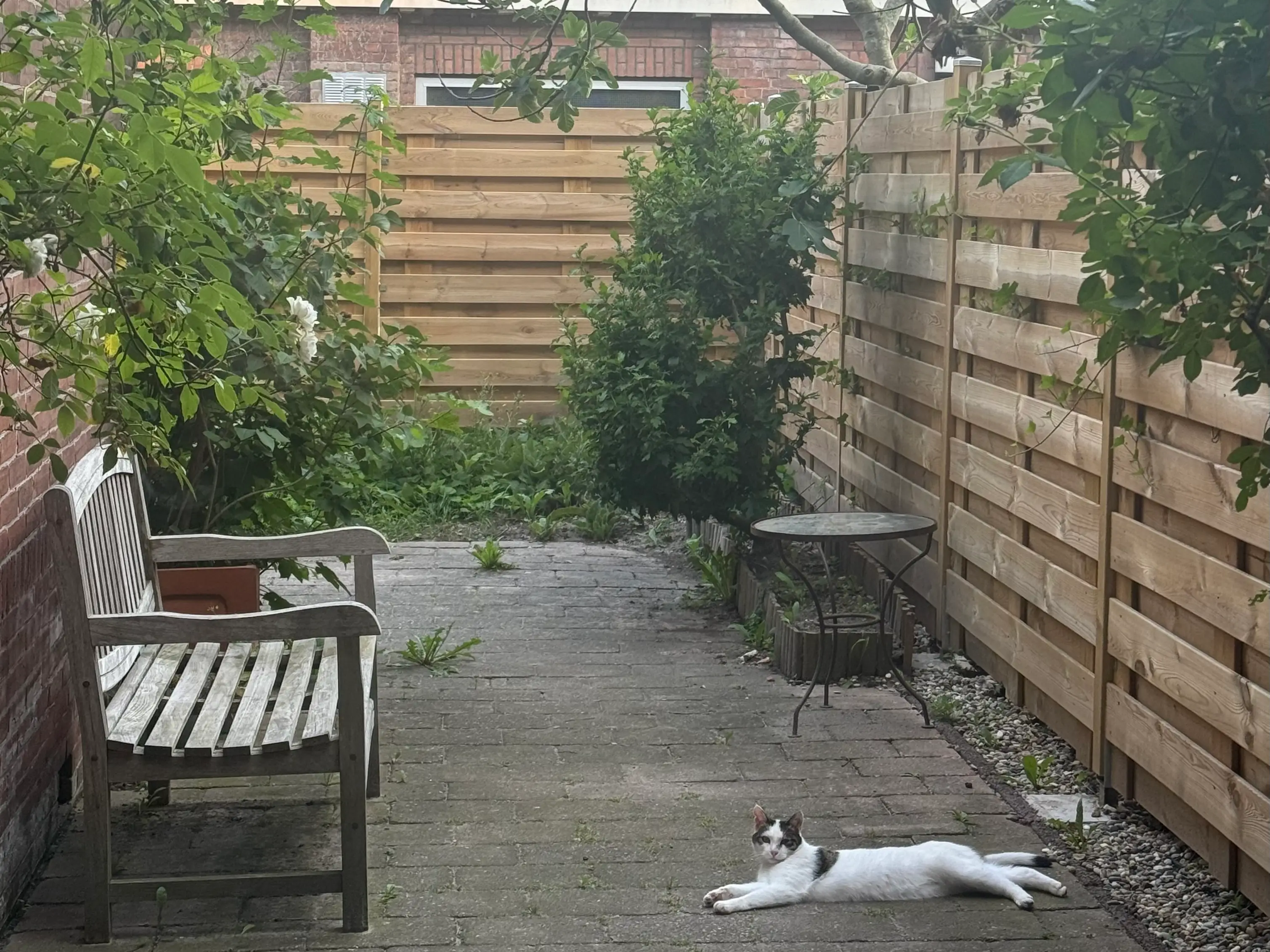 A cat laying in a fenced-in garden with a bench.