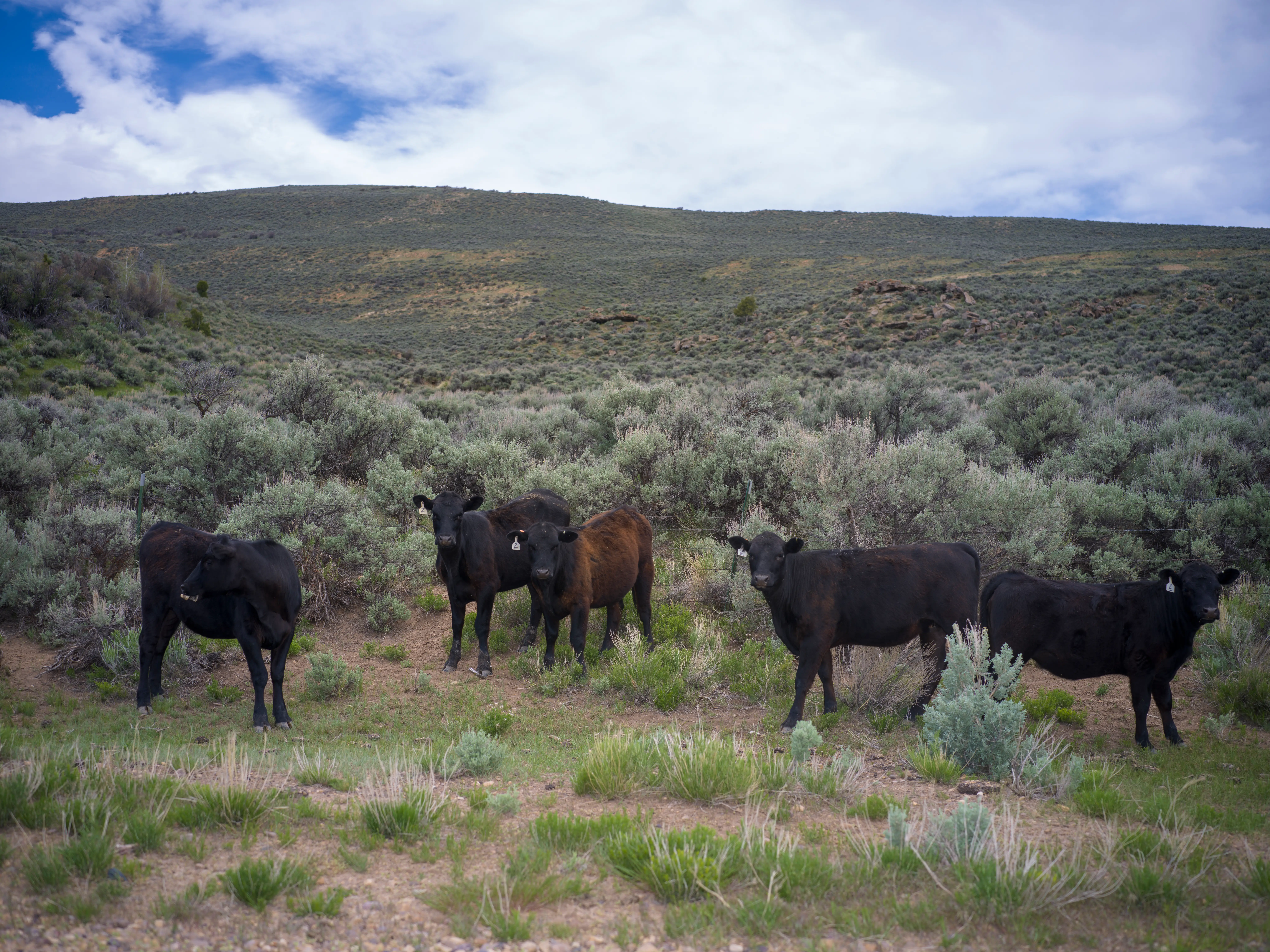 Black cattle graze among sagebrush on a grassy hillside beneath a cloudy sky.