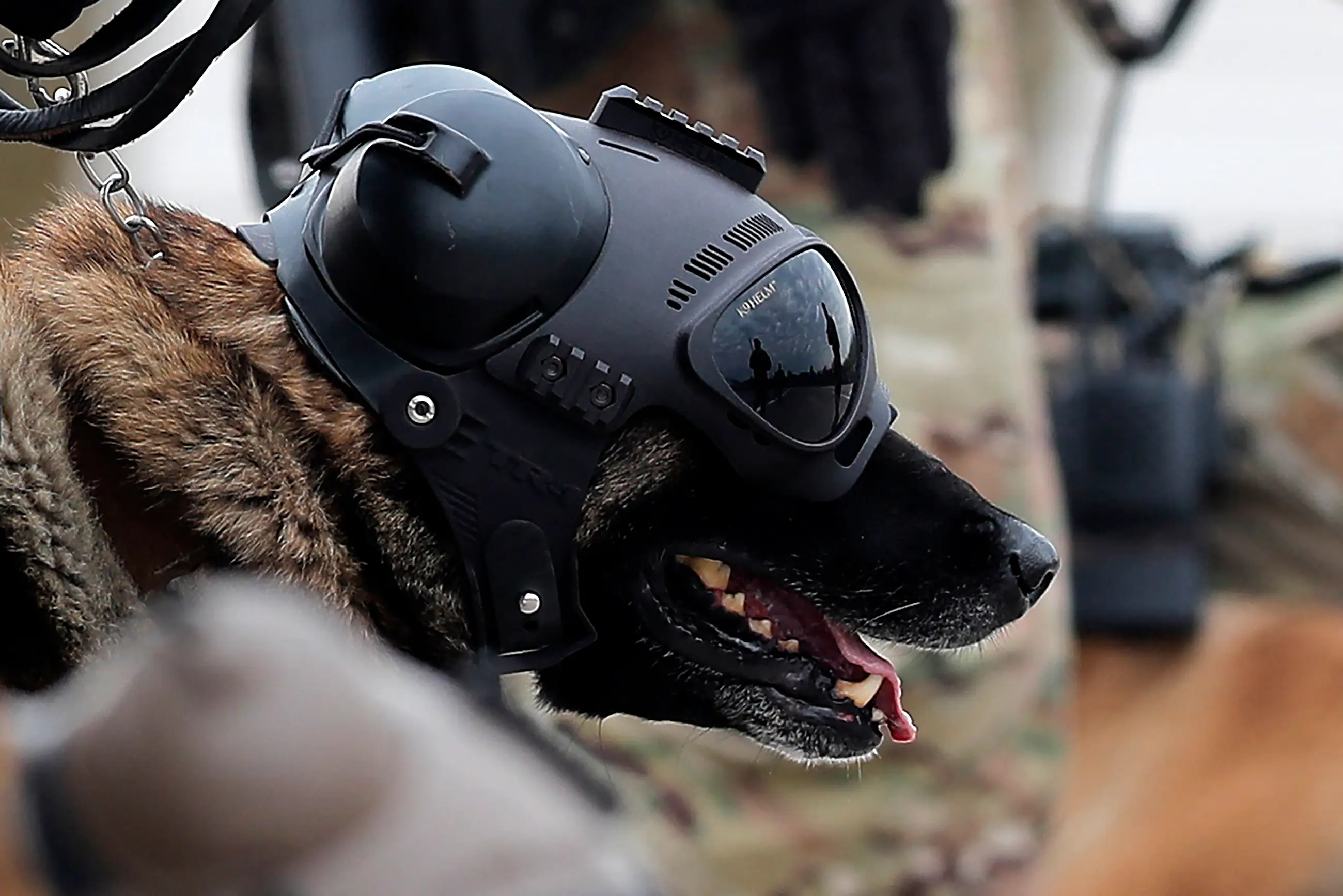 A dog of the military K9 Unit takes part in the annual military parade in commemoration for the Day of the Glories of the Army, a tradition within the Independence Day holidays, at the O'Higgins Park in Santiago, on September 19, 2023.