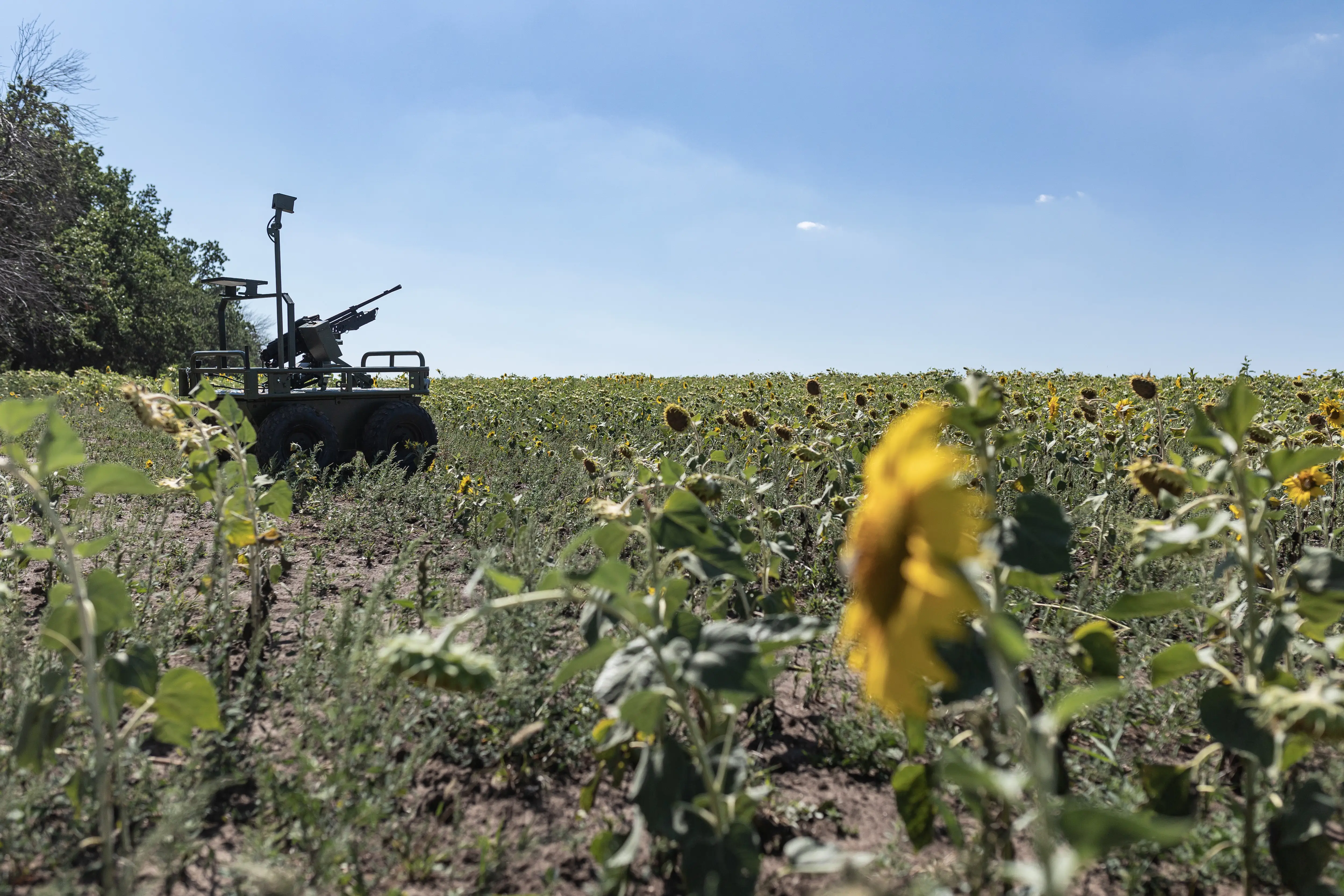 Armored vehicle with a mounted weapon sits at the edge of a sunflower field under a clear blue sky.