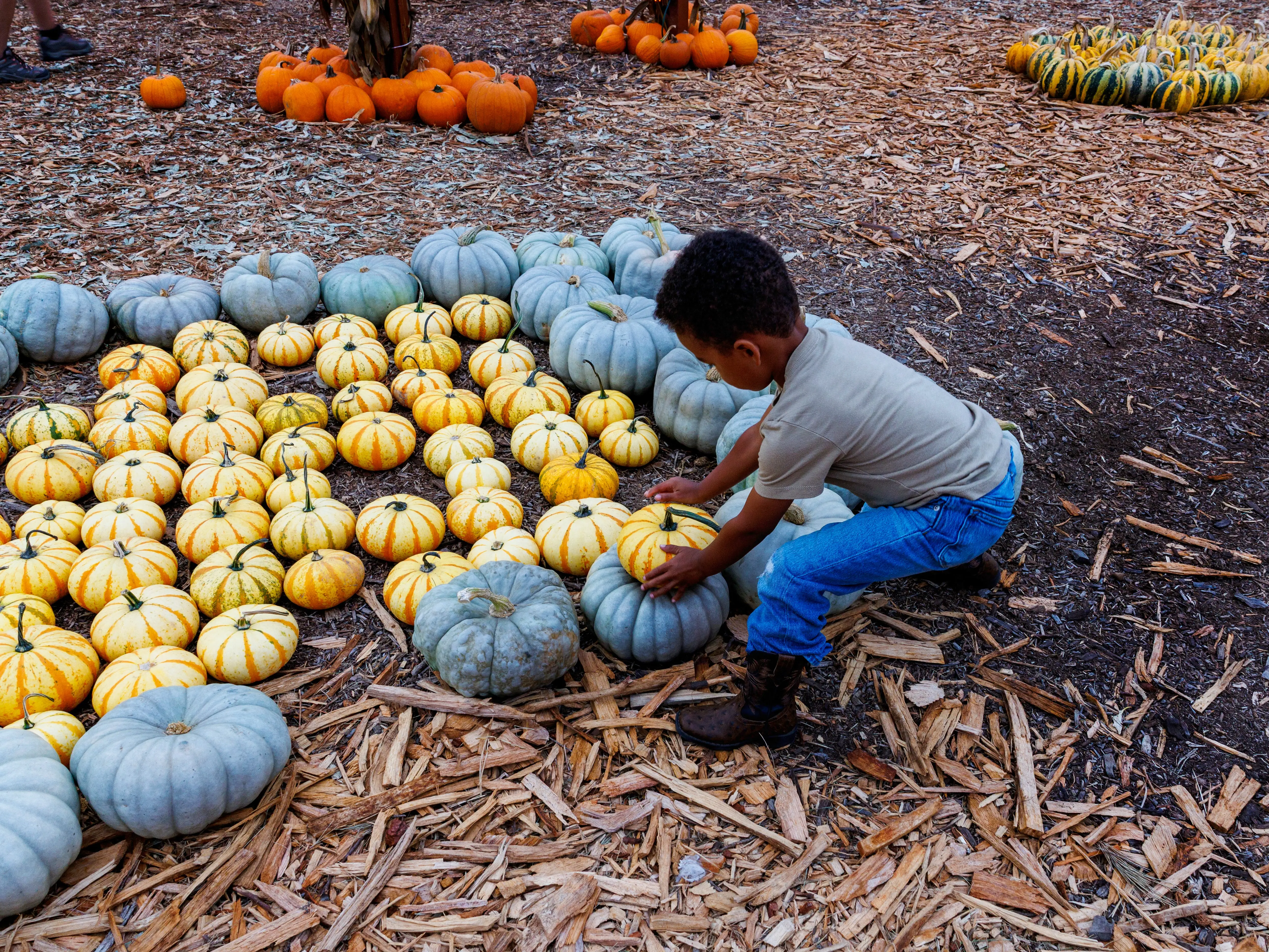 Malachi Archibong, 4, of Mar Vista chooses a pumpkin while browsing the many choices at Mr. Bones Pumpkin Patch on October 10, 2026 in Culver City, CA.