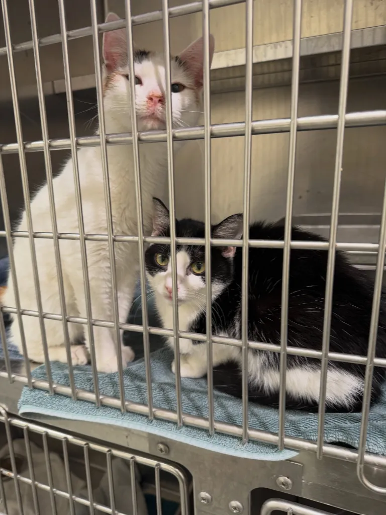 Two cats in a cage at MSPCA-Angell.
