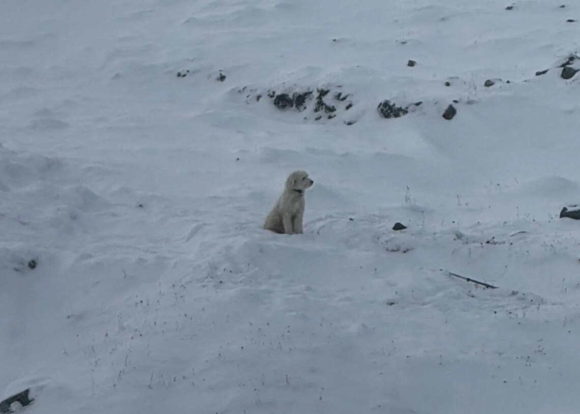 A Dog Survived 50 Hours Alone After an Avalanche. Here’s How Rescuers Found Her.
