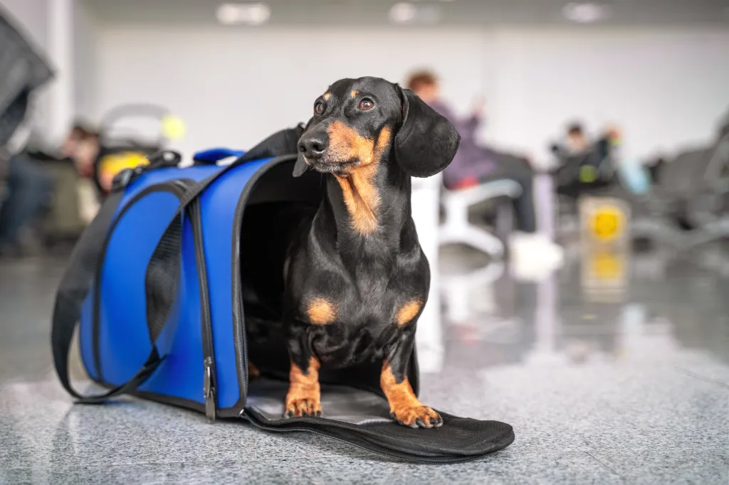 An obedient black and tan dachshund dog sits in a blue pet carrier in a public place.
