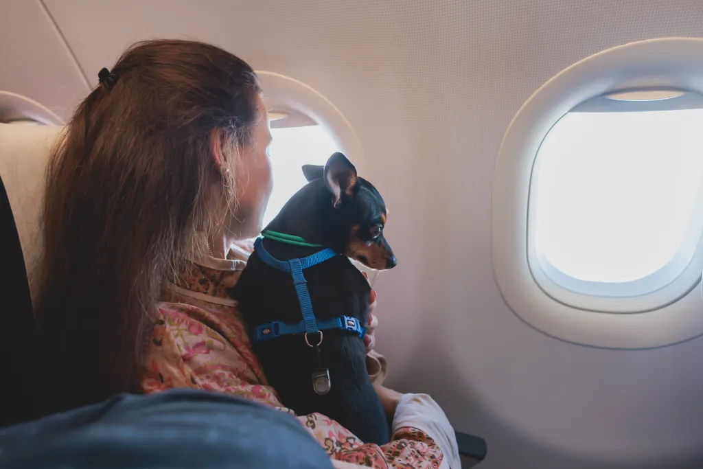 A small black dog in a harness looks out an airplane window while being held by a passenger.