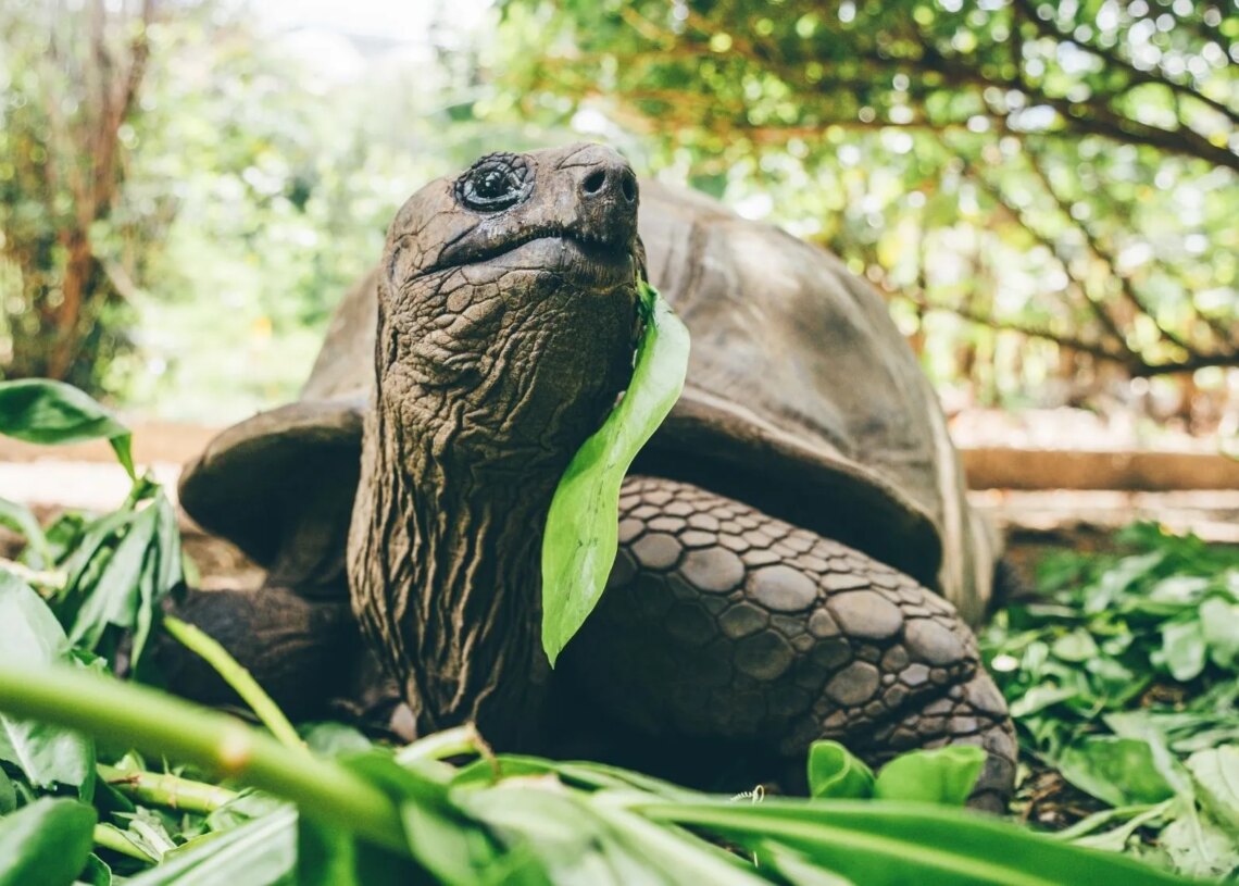 An Island Nation’s Giant Tortoises Now Outnumber Its People. Here’s Why That’s a Good Thing.