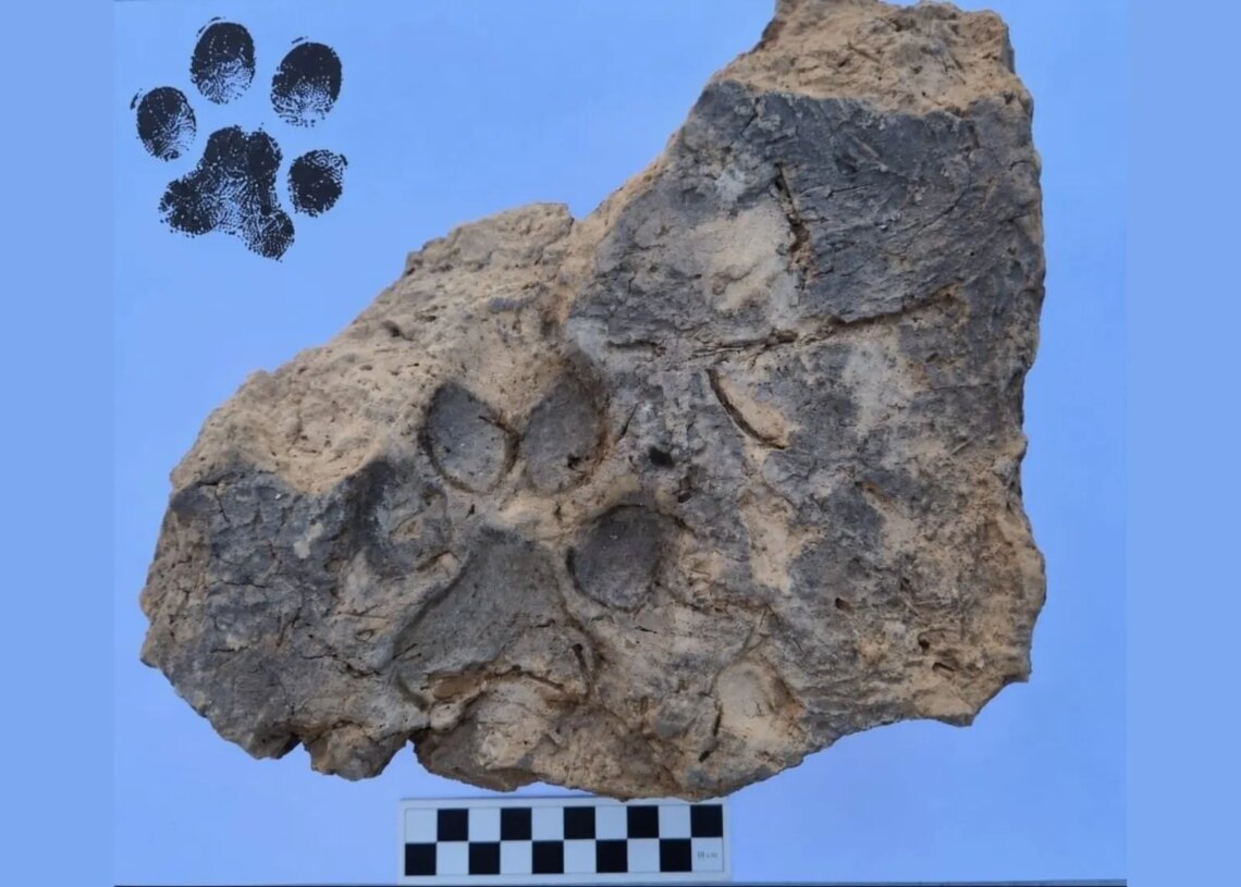 Archaeologists Just Discovered a 4,000-Year-Old Dog Paw Print Preserved in Ancient Brick