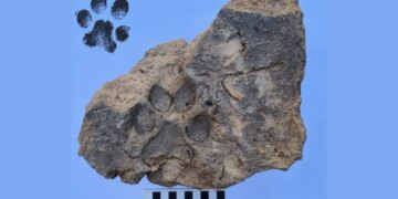 Archaeologists Just Discovered a 4,000-Year-Old Dog Paw Print Preserved in Ancient Brick