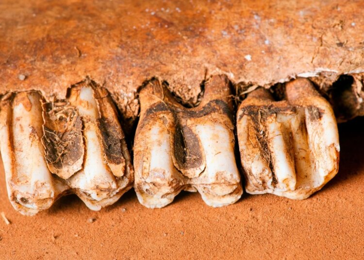 Archaeologists Just Found 226 Human Teeth in an Ancient Maya Burial Cave