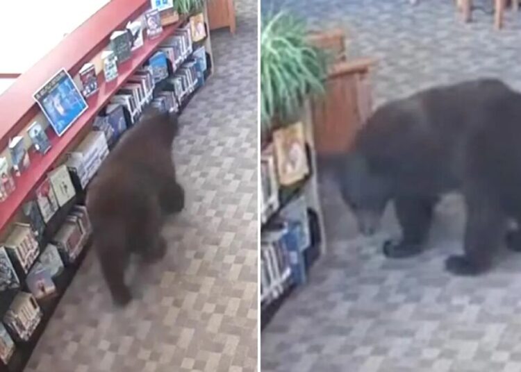 Silly old bear caught stealing honey from California library