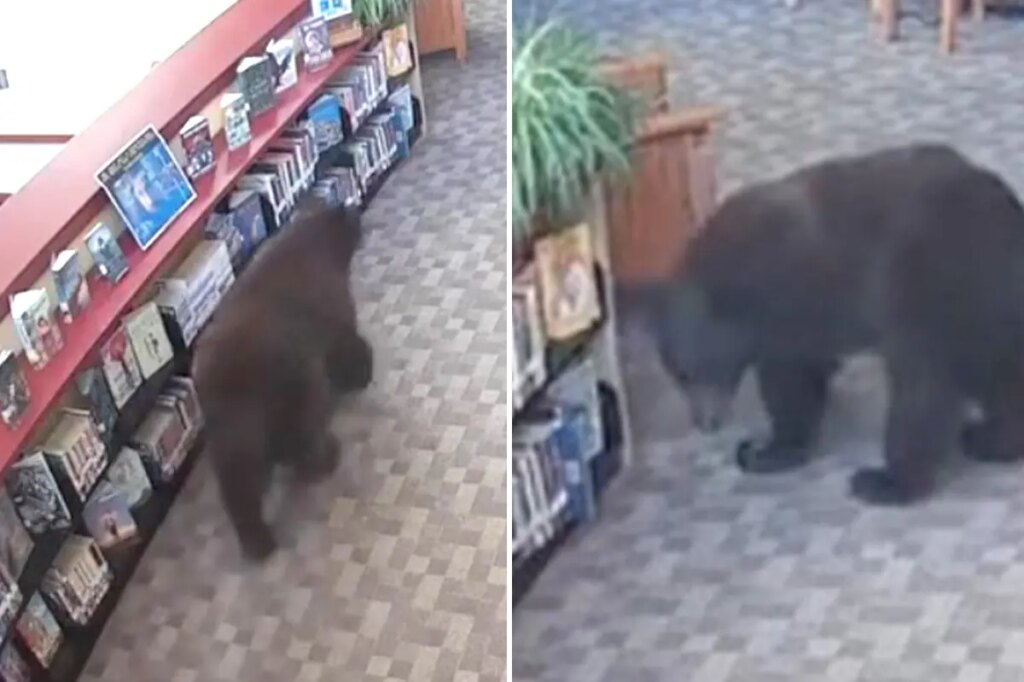 Silly old bear caught stealing honey from California library