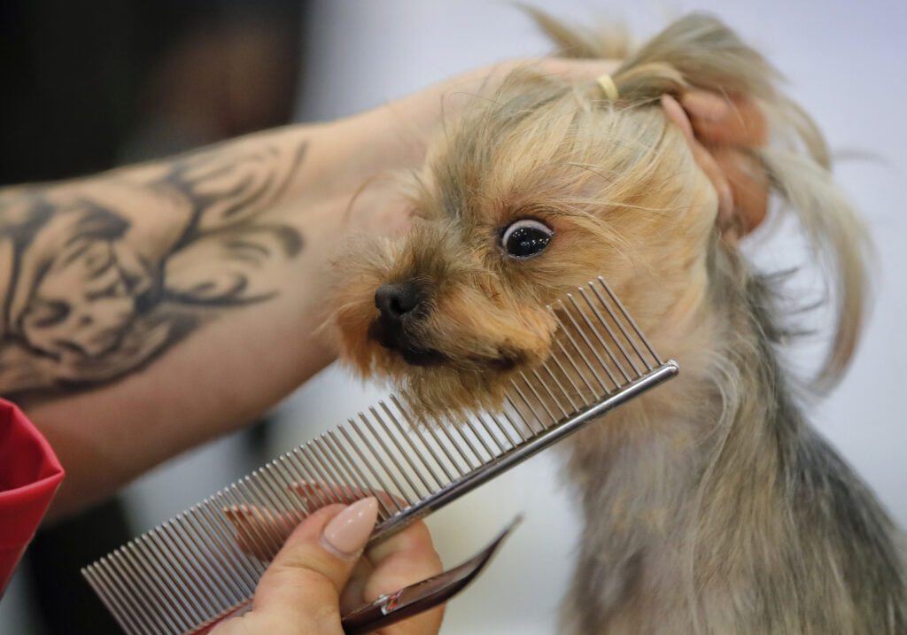 Find a best-in-show groomer for your pets