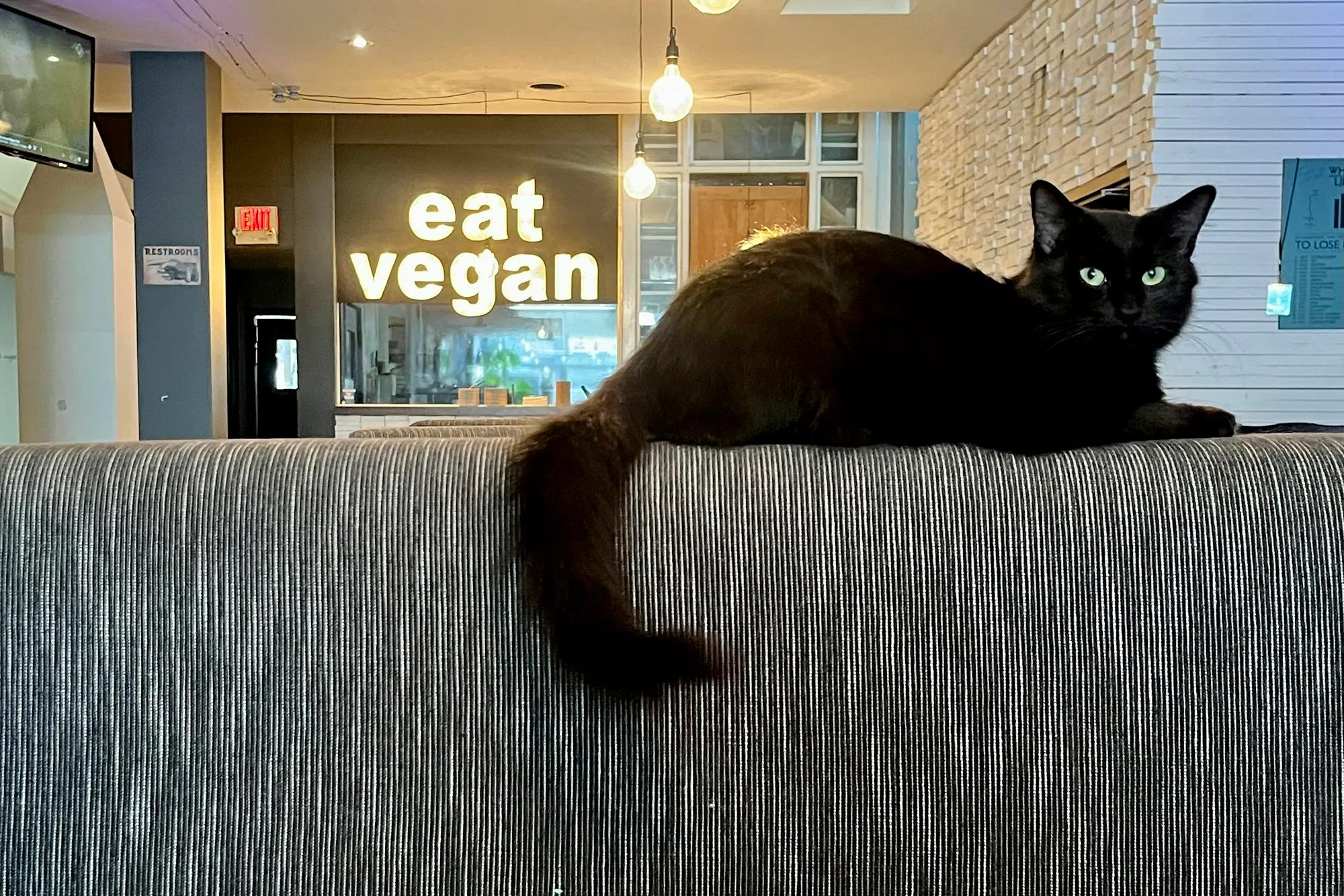 a cat is laying on top of upholstered booth seating. A bright sign reading “eat vegan” is hanging in a cafe window in the background