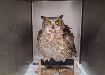 An owl was tangled in barbed wire. A chain of strangers saved its life.