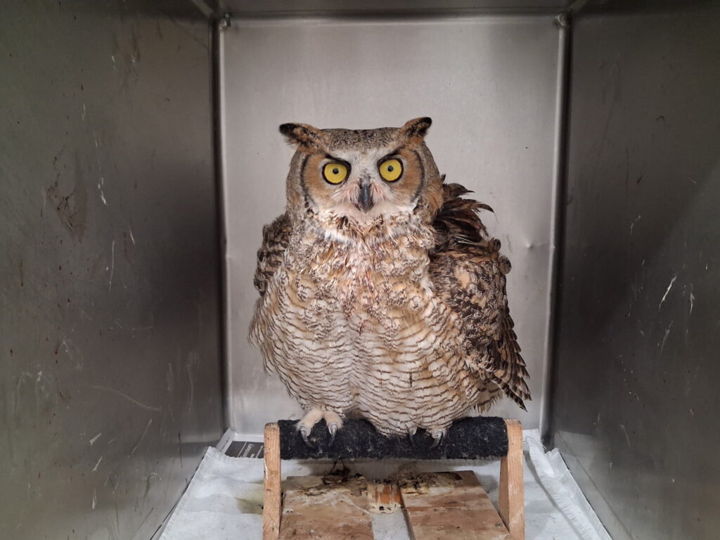 An owl was tangled in barbed wire. A chain of strangers saved its life.