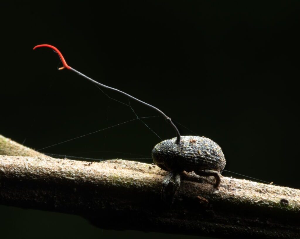 How parasites and fungi create nature’s real-life zombies