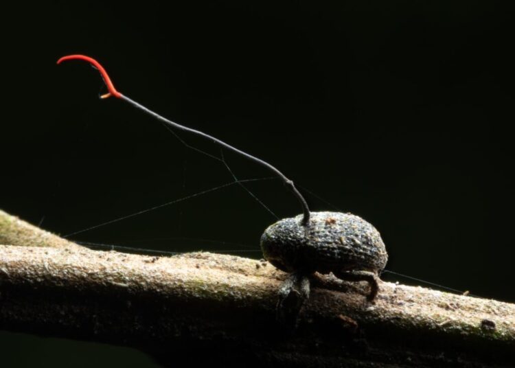 How parasites and fungi create nature’s real-life zombies