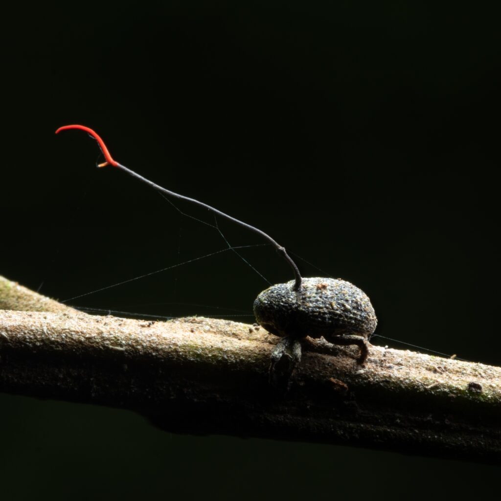 How Parasites and Fungi Manipulate Host Behavior in Nature