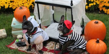 Celebrate Halloween with your pup at these dog-friendly events