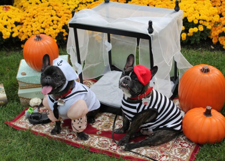 Celebrate Halloween with your pup at these dog-friendly events